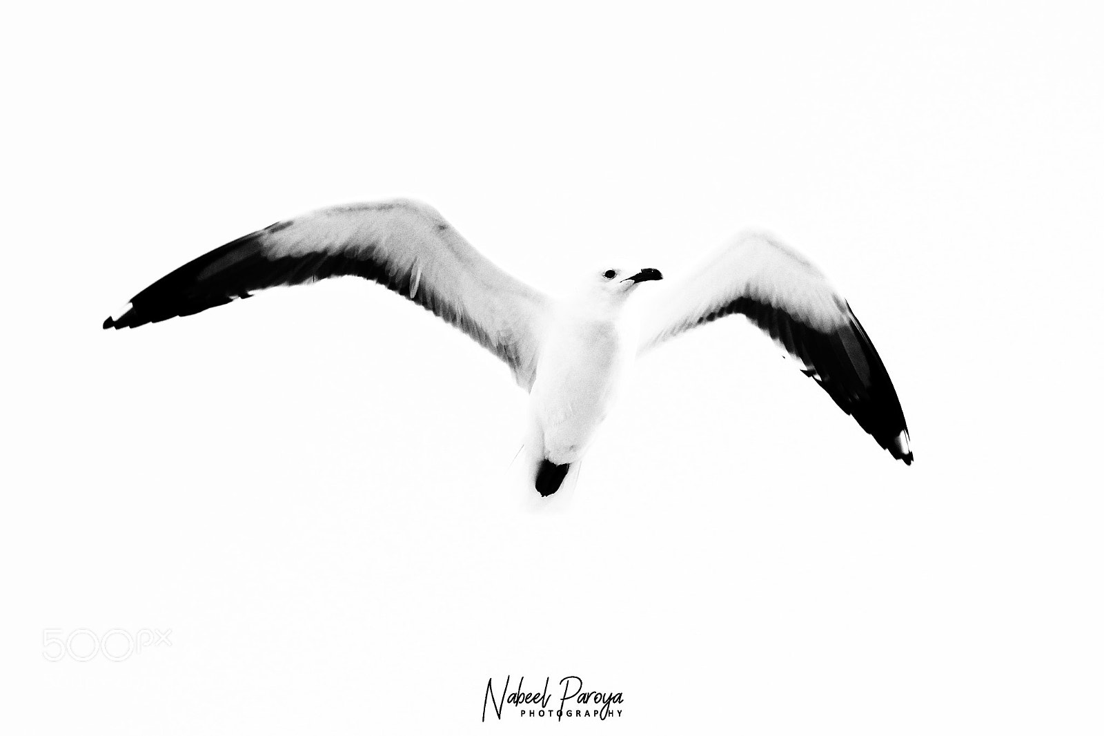 Canon EOS 600D (Rebel EOS T3i / EOS Kiss X5) sample photo. High contrast bird logo photography