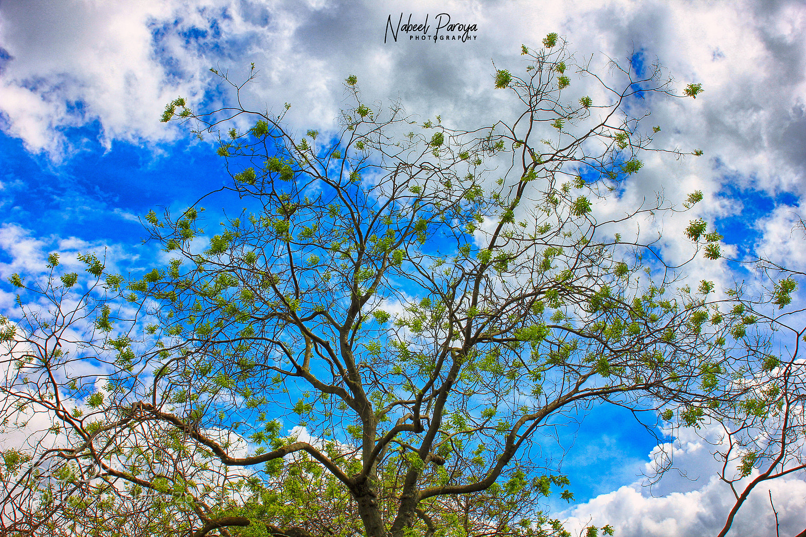 Canon EOS 600D (Rebel EOS T3i / EOS Kiss X5) sample photo. Tree with sky logo photography