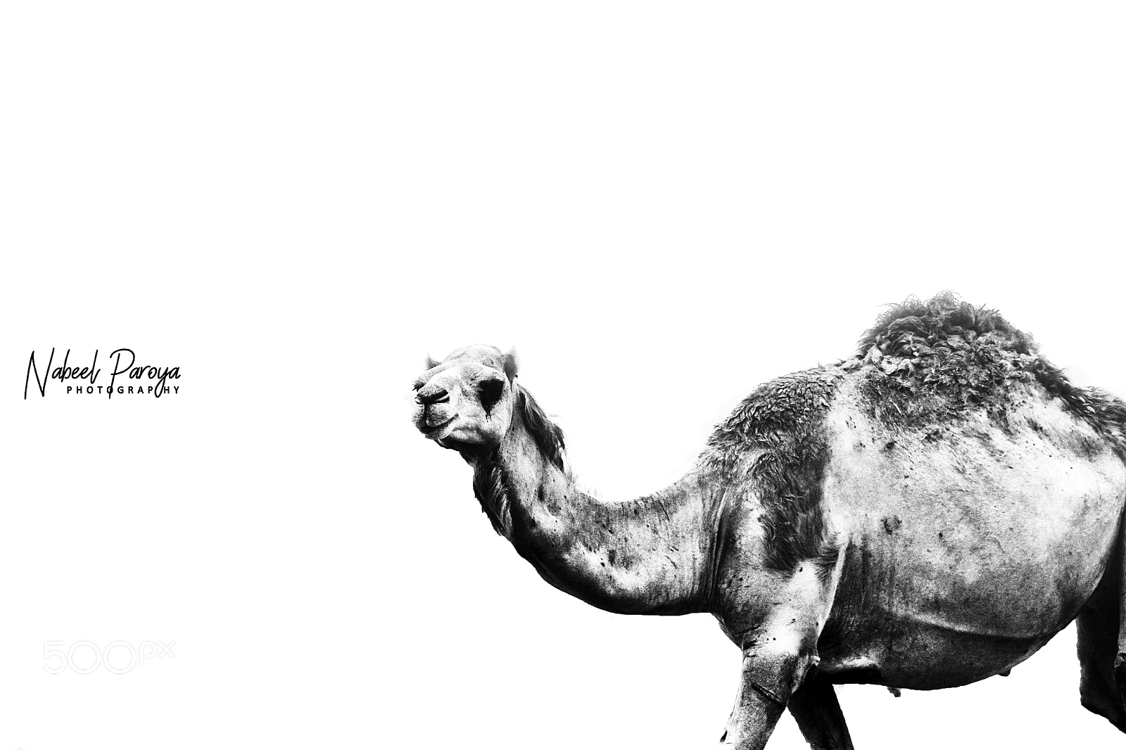Canon EOS 600D (Rebel EOS T3i / EOS Kiss X5) sample photo. High contrast camel photography