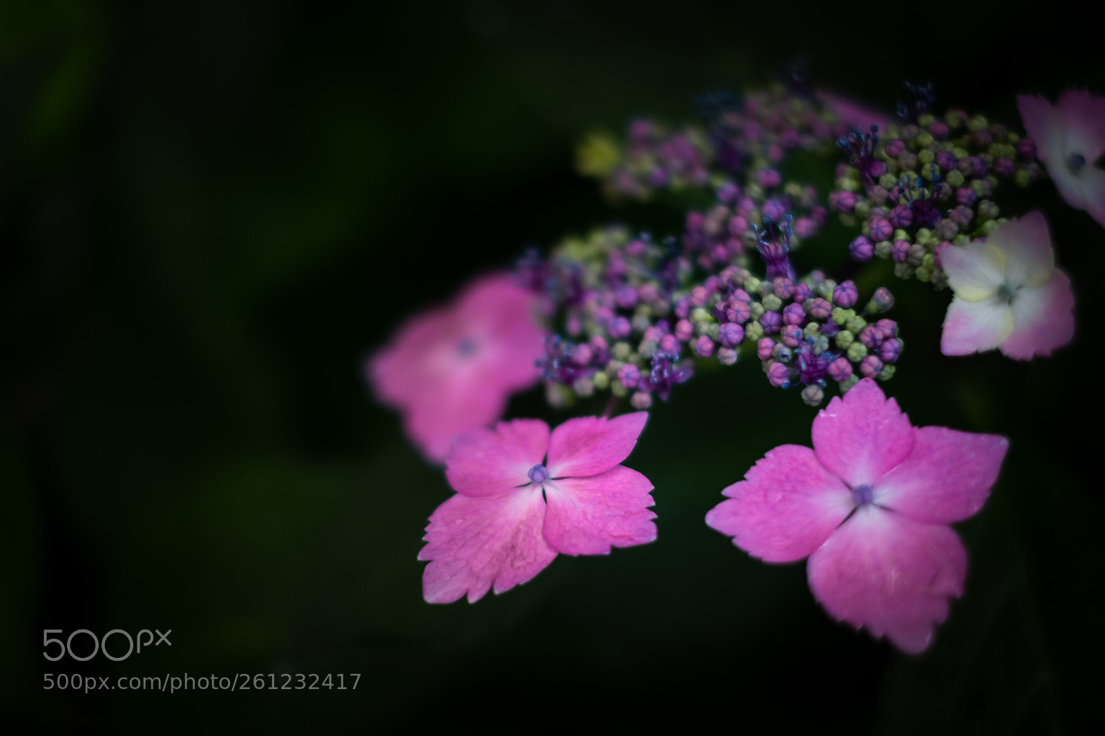 Fujifilm X-H1 sample photo. Cute photography