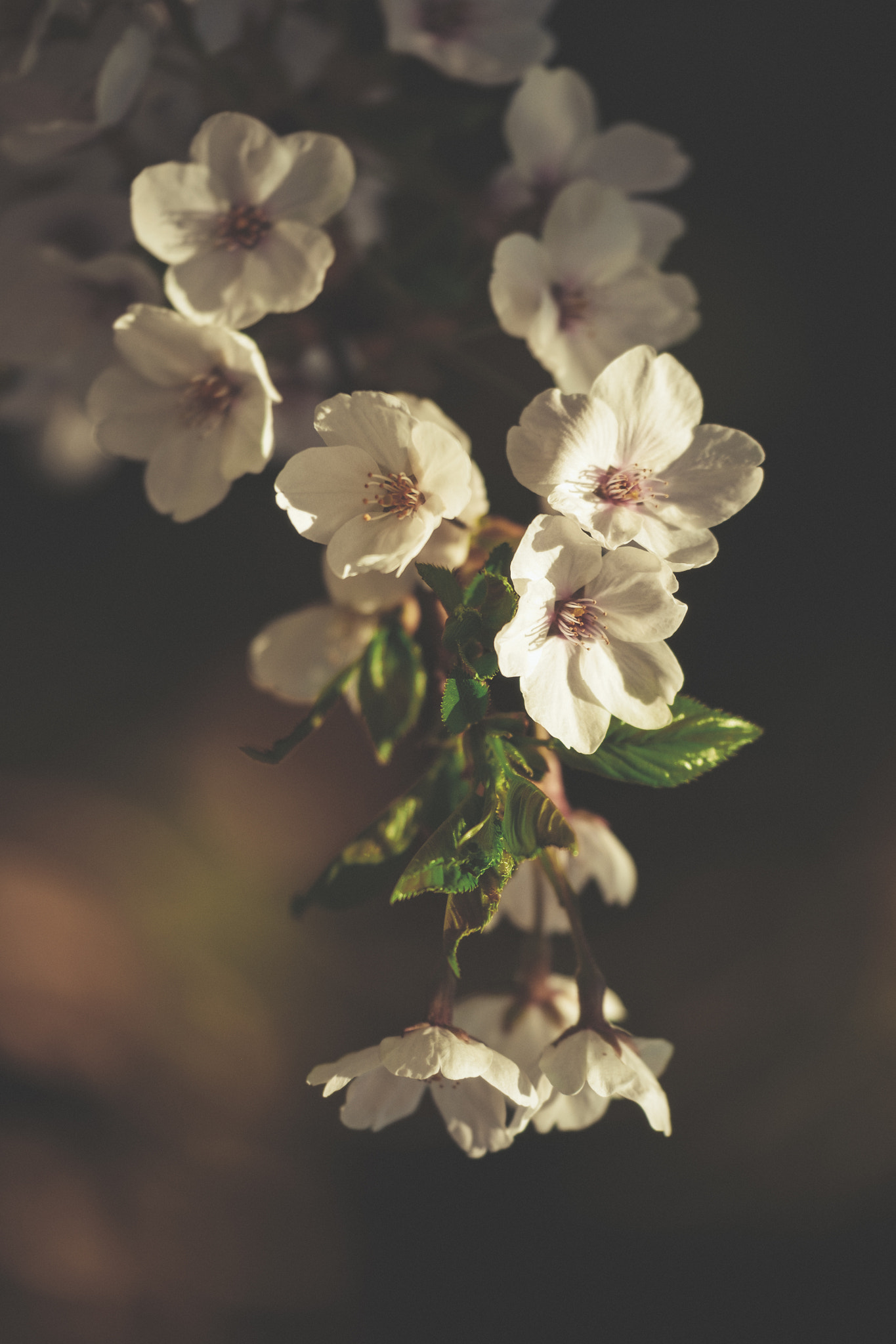 Fujifilm X-E2 sample photo. Spring photography