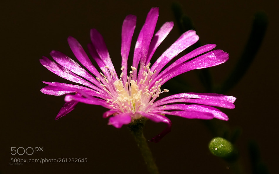 Samsung NX300 sample photo. ... photography