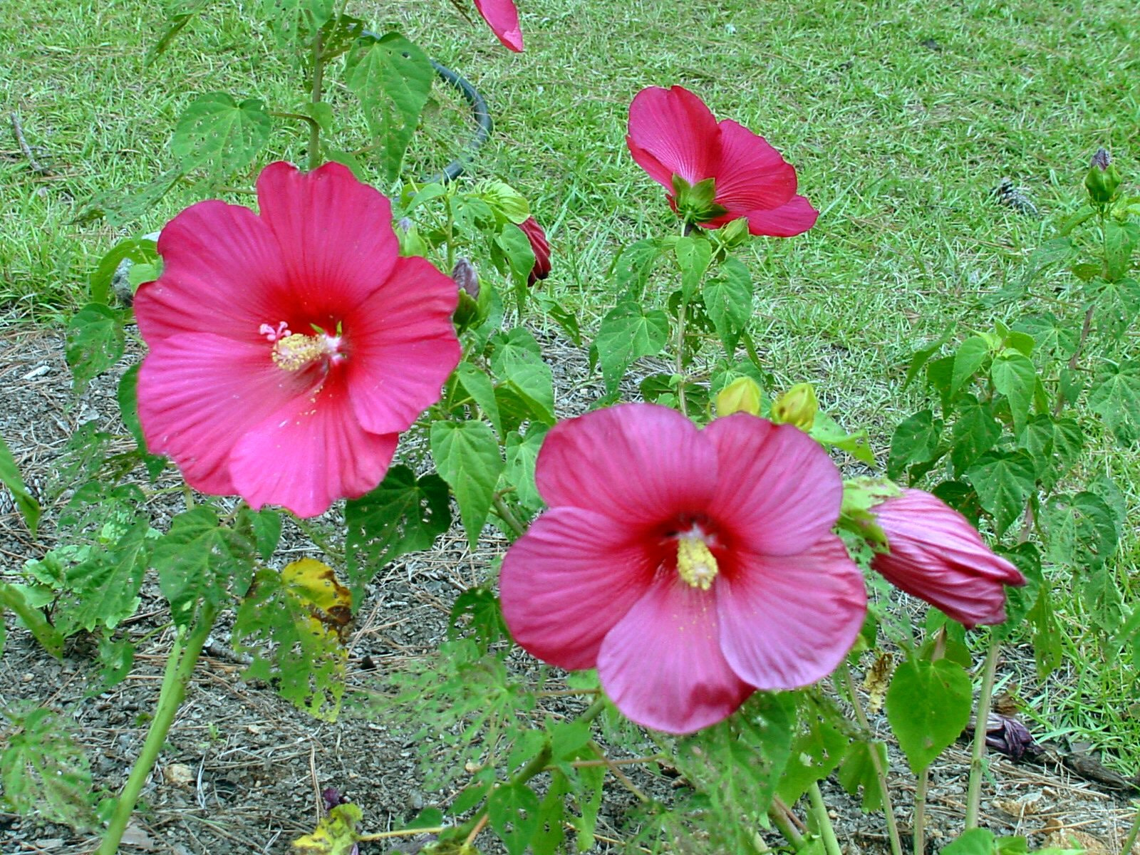 Sony MAVICA sample photo. Hibiscus large flower photography