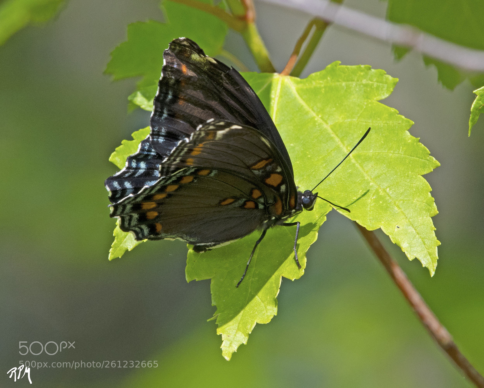 Nikon D500 sample photo. Red spotted purple butterfly photography