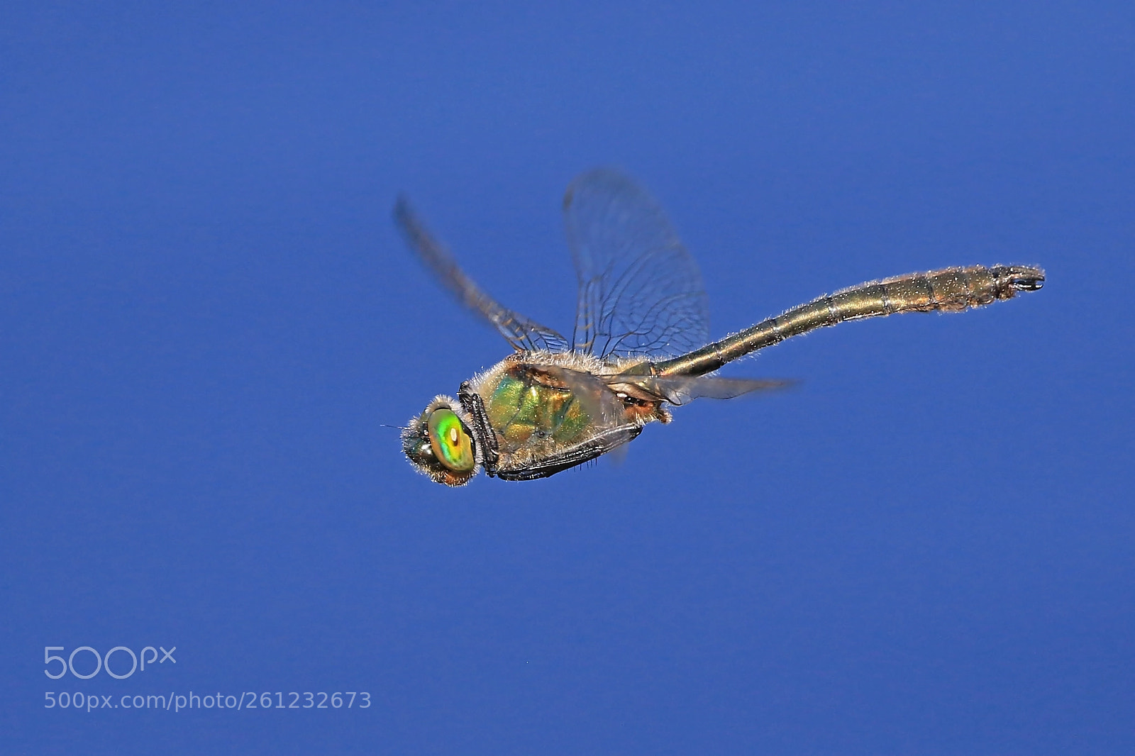 Canon EOS 7D Mark II sample photo. Downey emeralds in flight photography