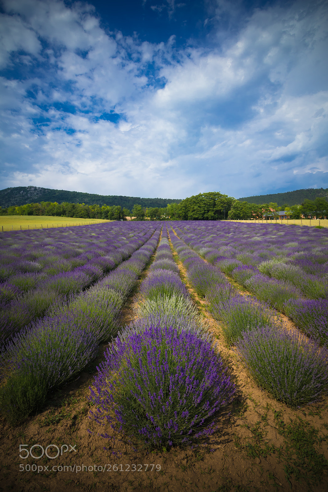 Canon EOS 80D sample photo. Lavender meadow photography