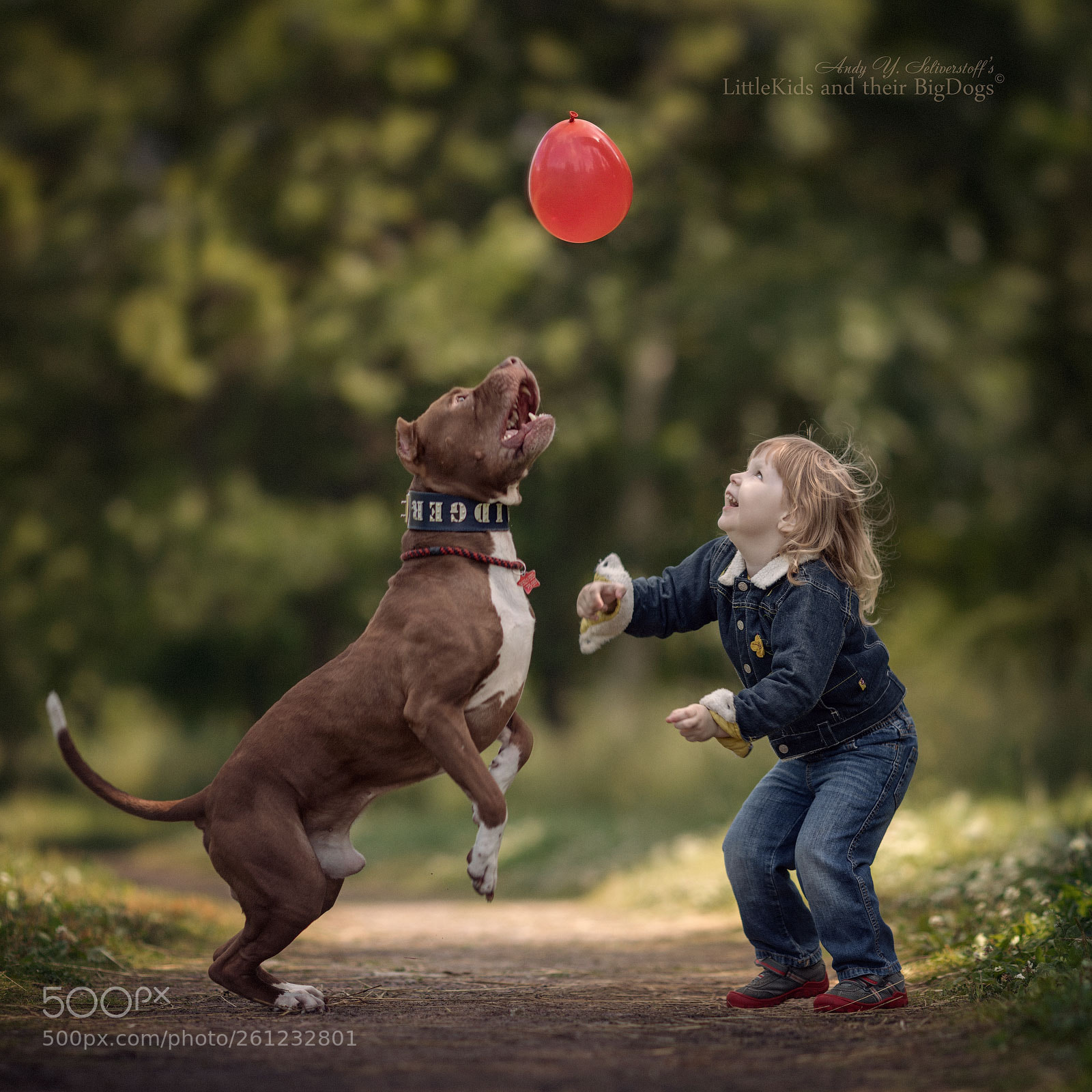 Canon EOS 5D Mark IV sample photo. Pitbull photography