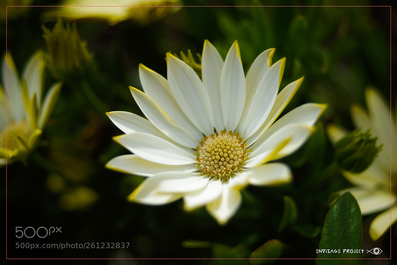 Sony a7R sample photo. Yellow daisy photography