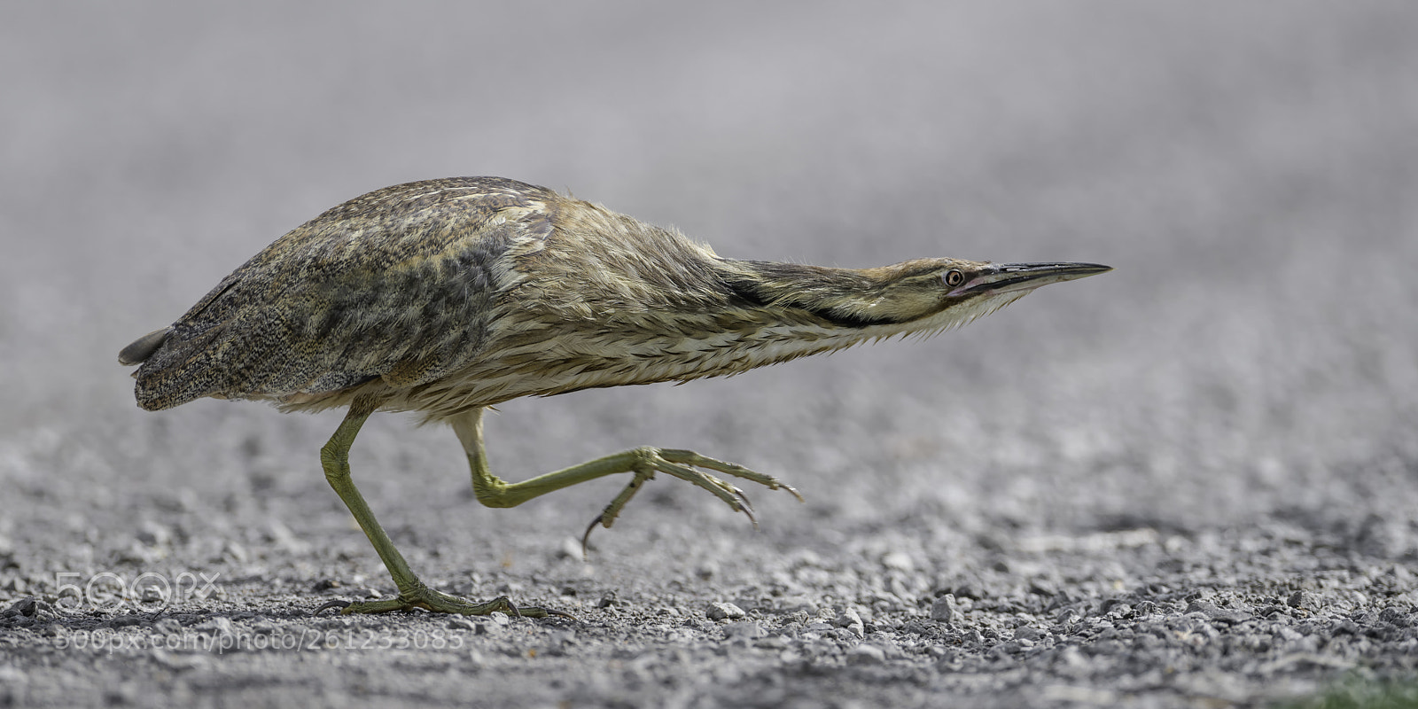 Nikon D850 sample photo. Bittern crossing road photography