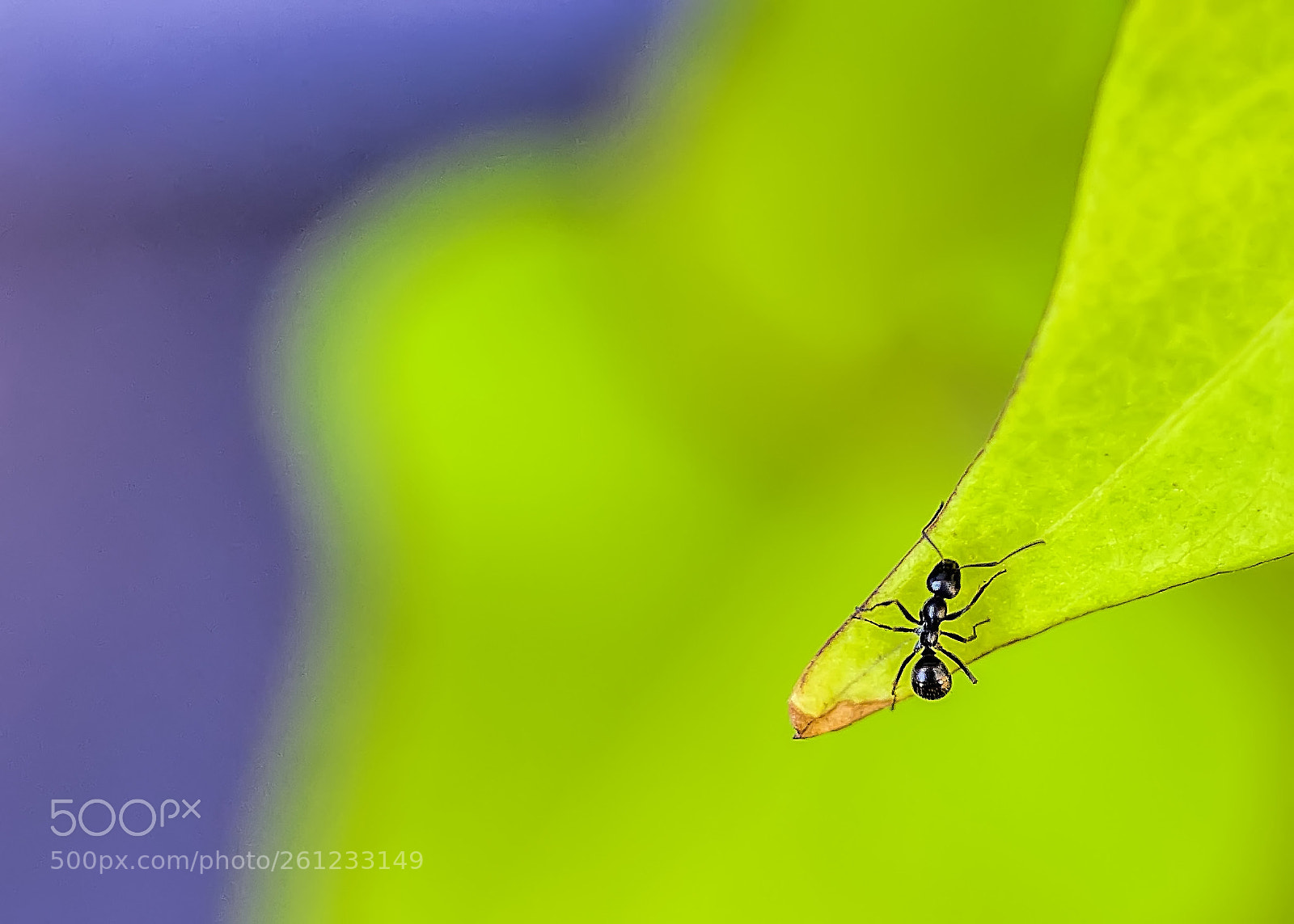 Nikon D7000 sample photo. Ant on the edge photography