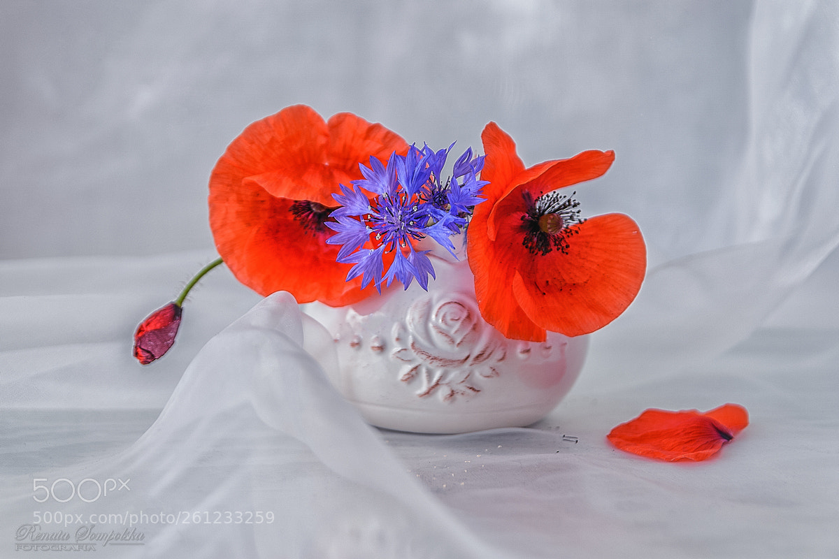 Nikon D7100 sample photo. *** photography