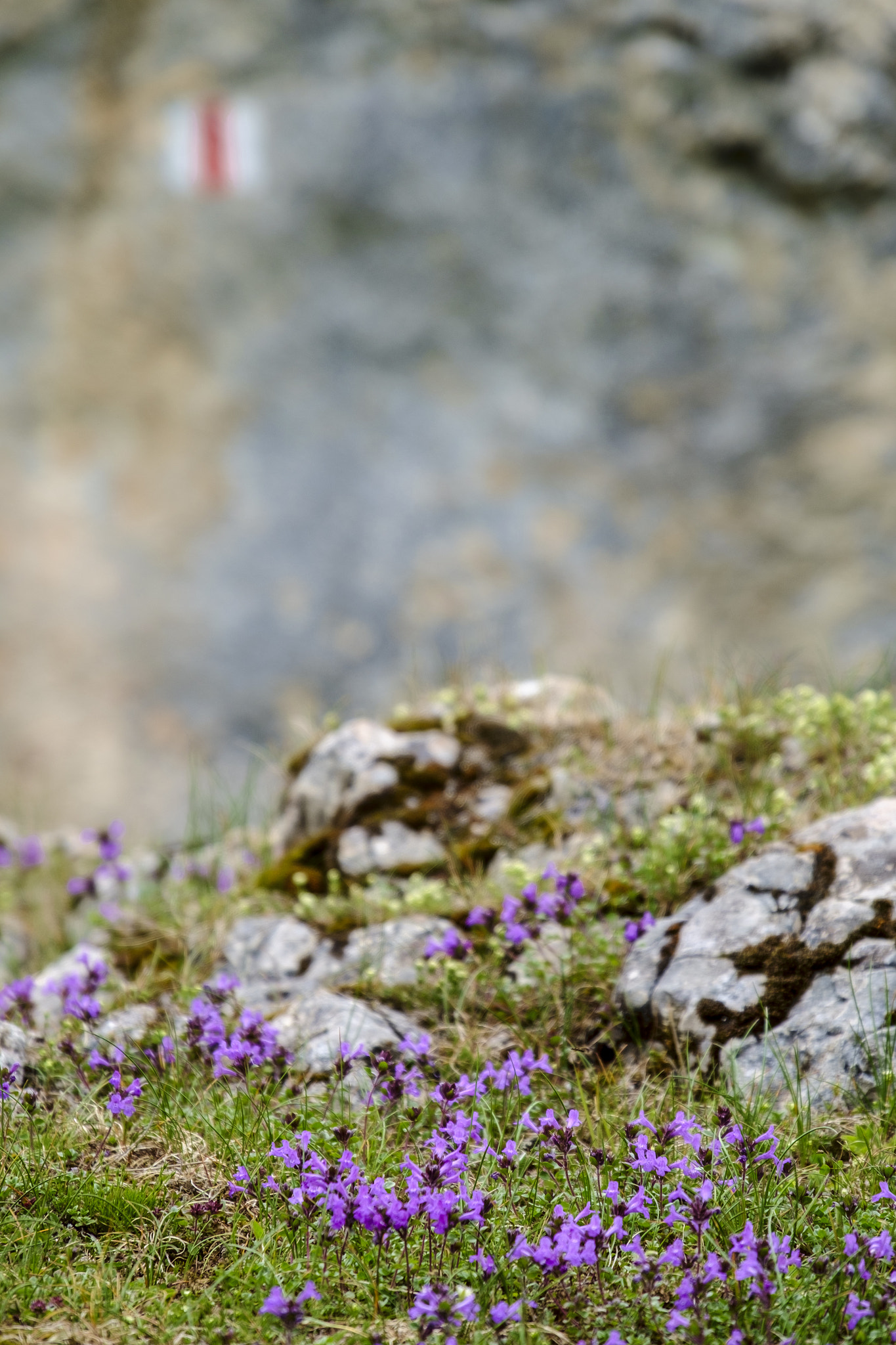 Fujifilm X-Pro1 sample photo. Flowers and rocks photography