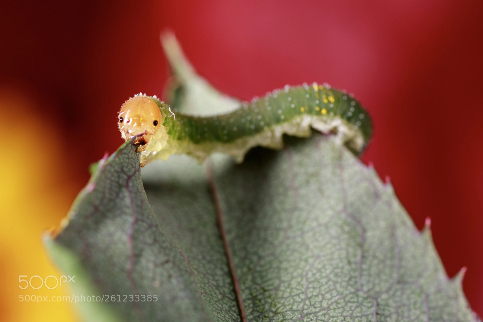 Canon EOS 5D Mark IV sample photo. Caterpillar macro photography