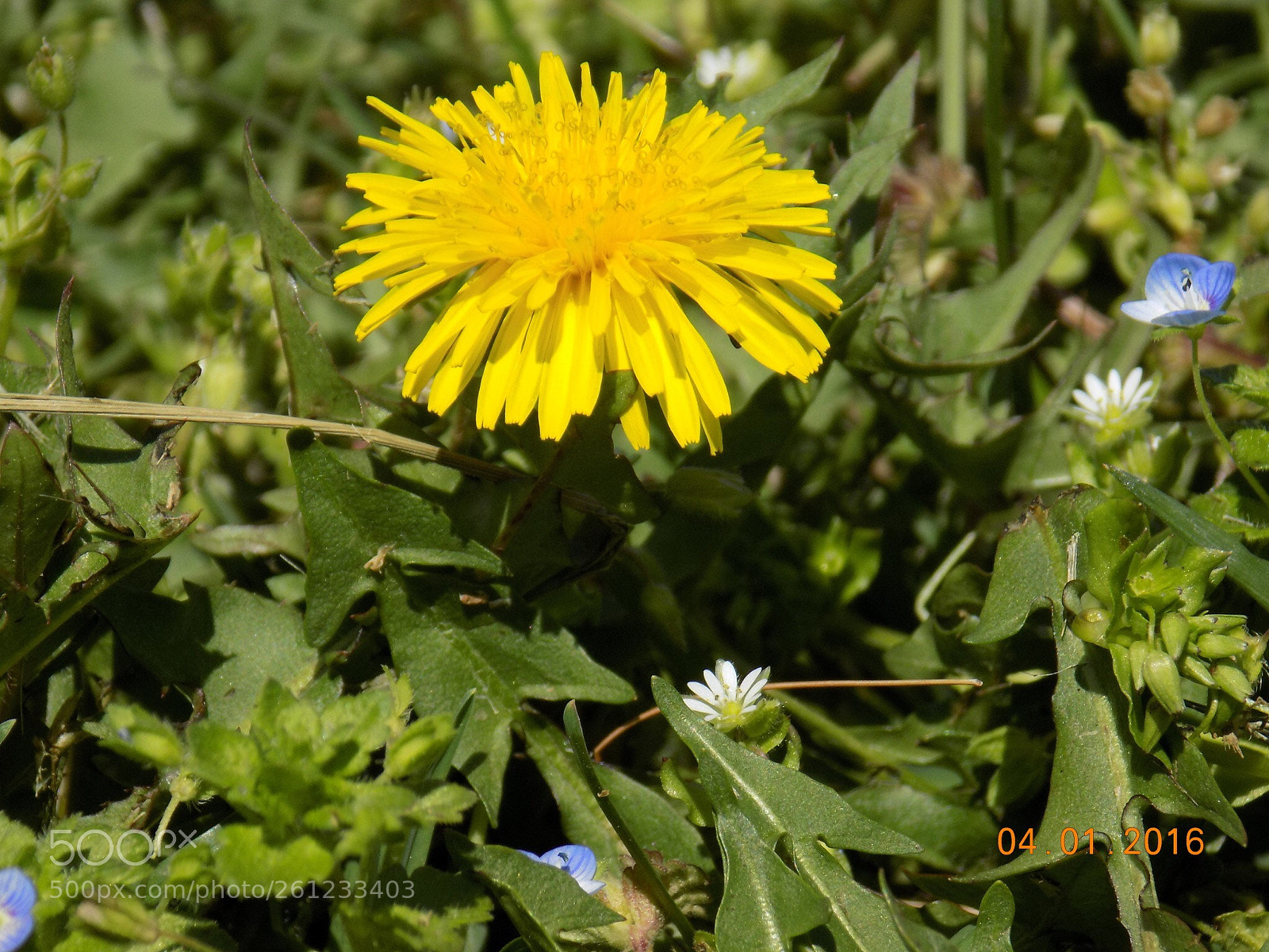 Nikon COOLPIX L340 sample photo. Yellow and purple  photography
