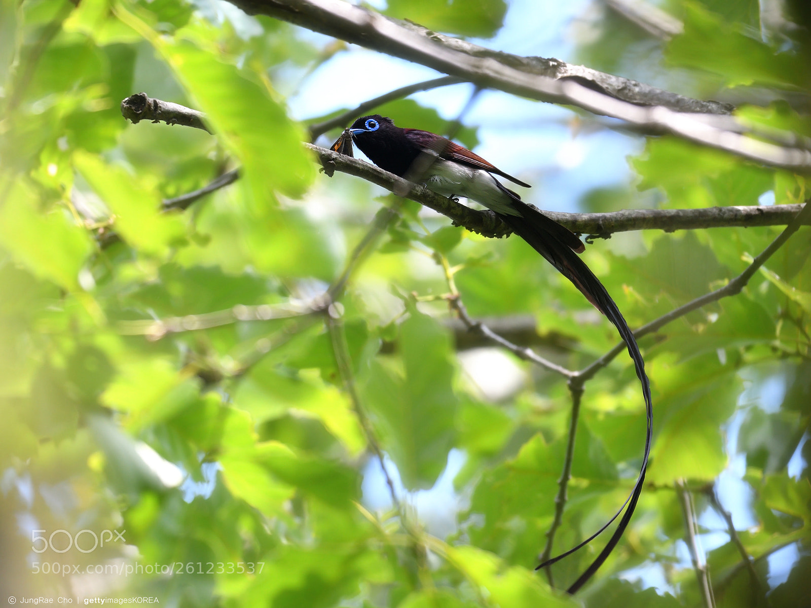 Nikon D850 sample photo. Japanese paradise flycatcher photography