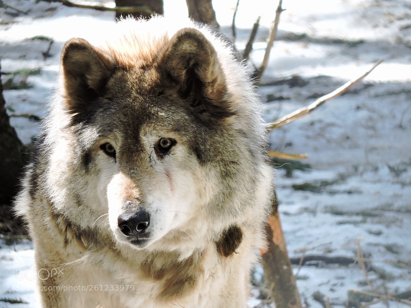 Nikon Coolpix P530 sample photo. Wolf photography