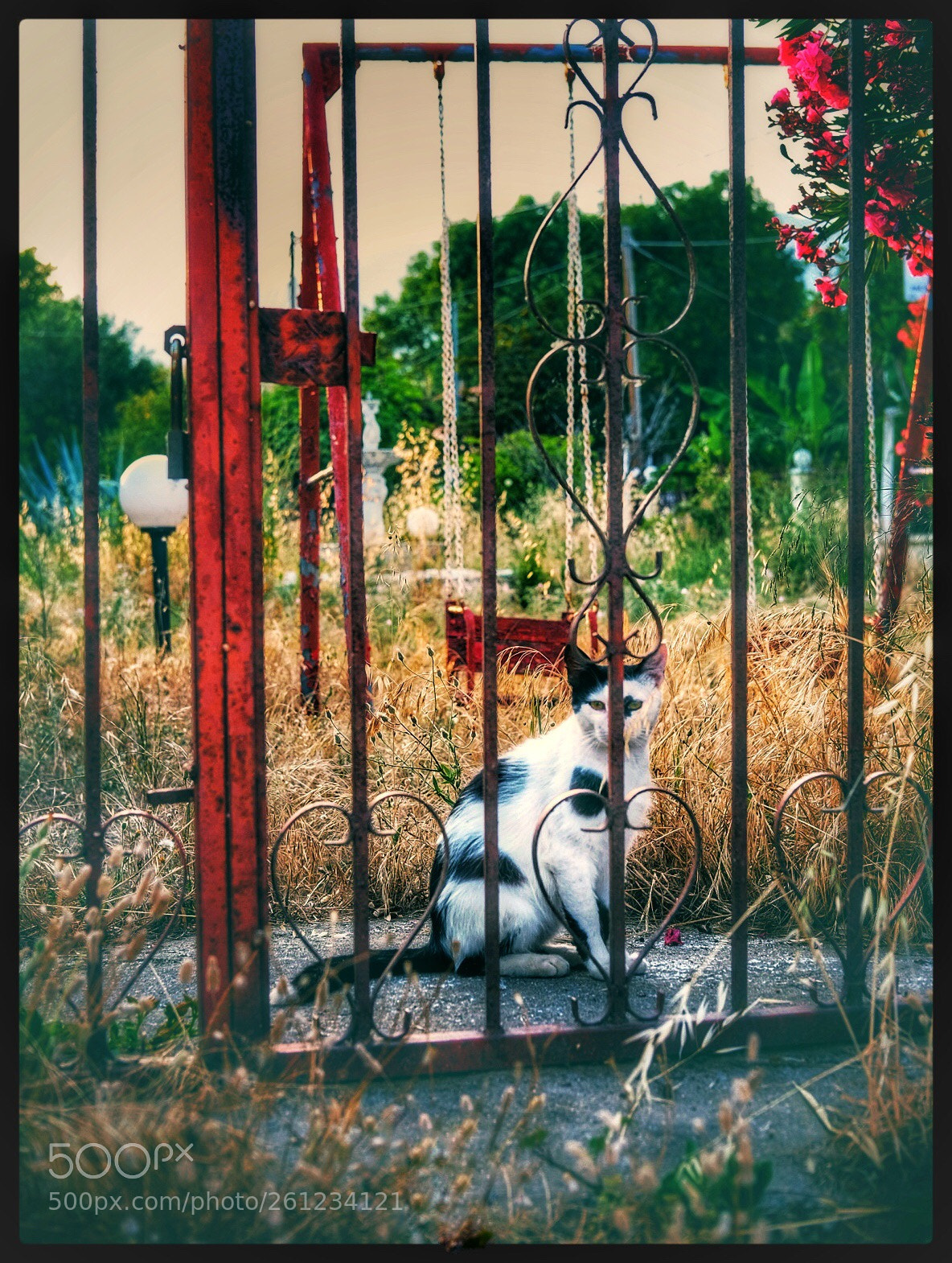 Fujifilm X-T1 sample photo. Cat, wild garden  photography