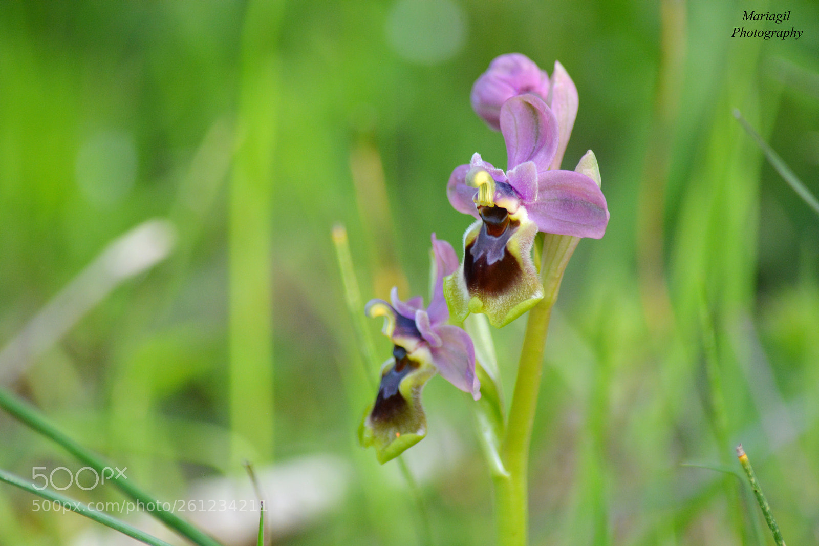 Nikon D5200 sample photo. Orquídea photography