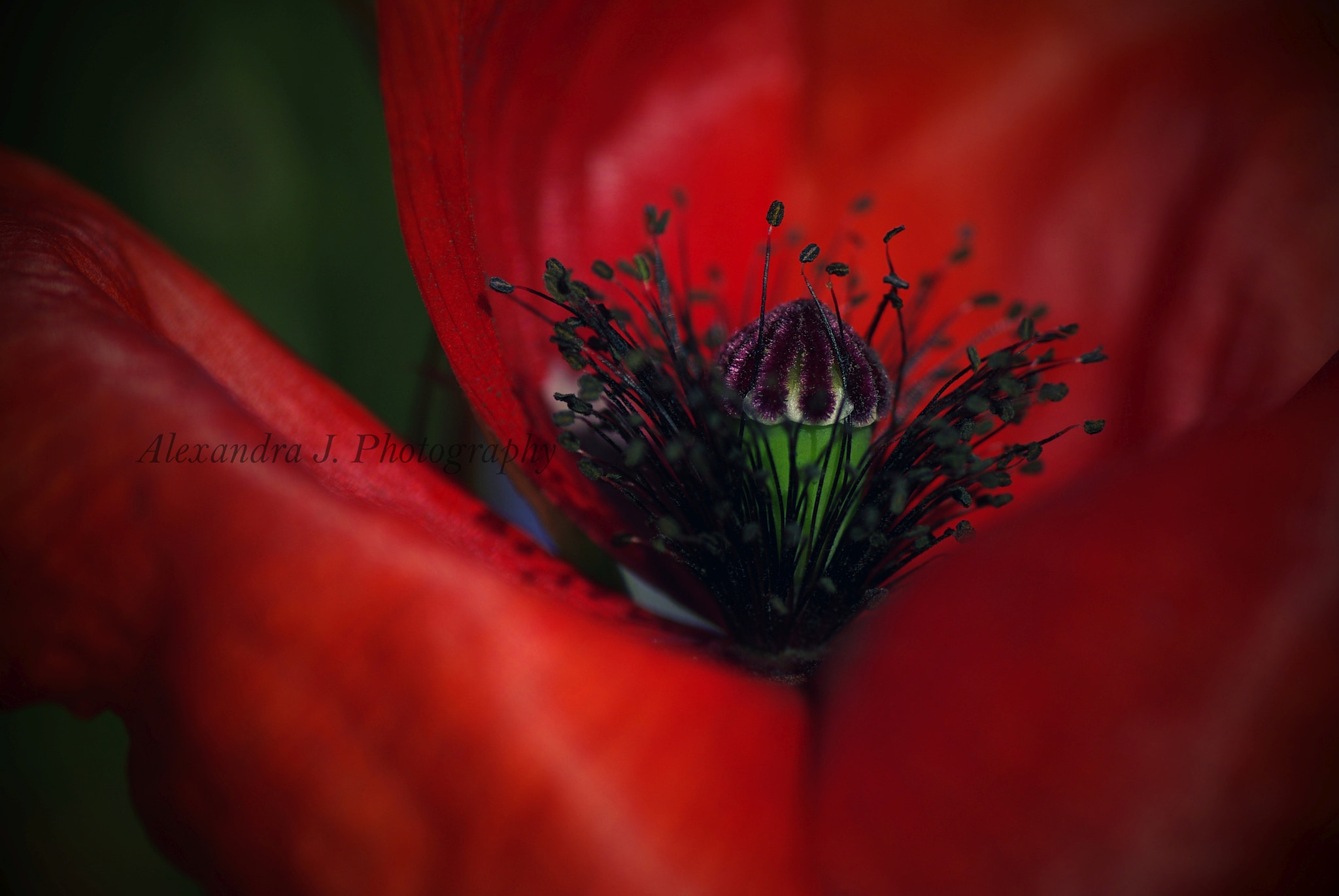 Tamron SP AF 90mm F2.8 Di Macro sample photo. Poppy photography