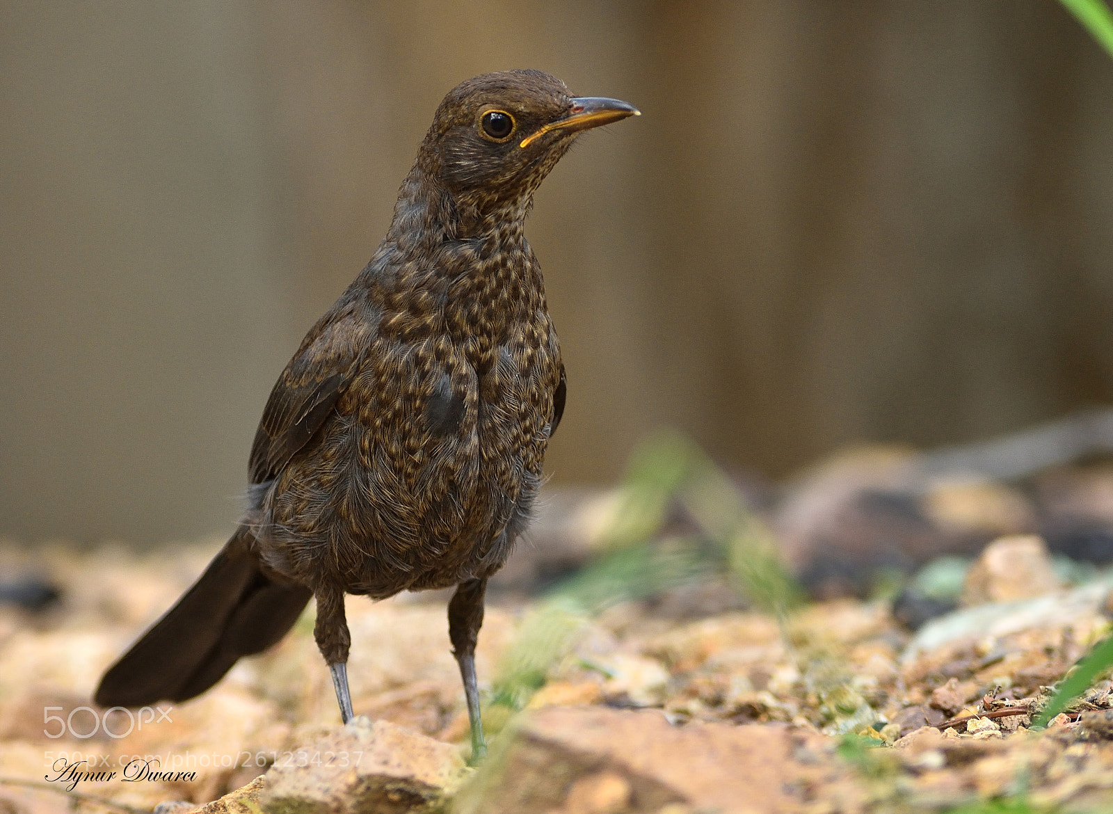 Nikon D7200 sample photo. Karatavuk - turdus merula photography