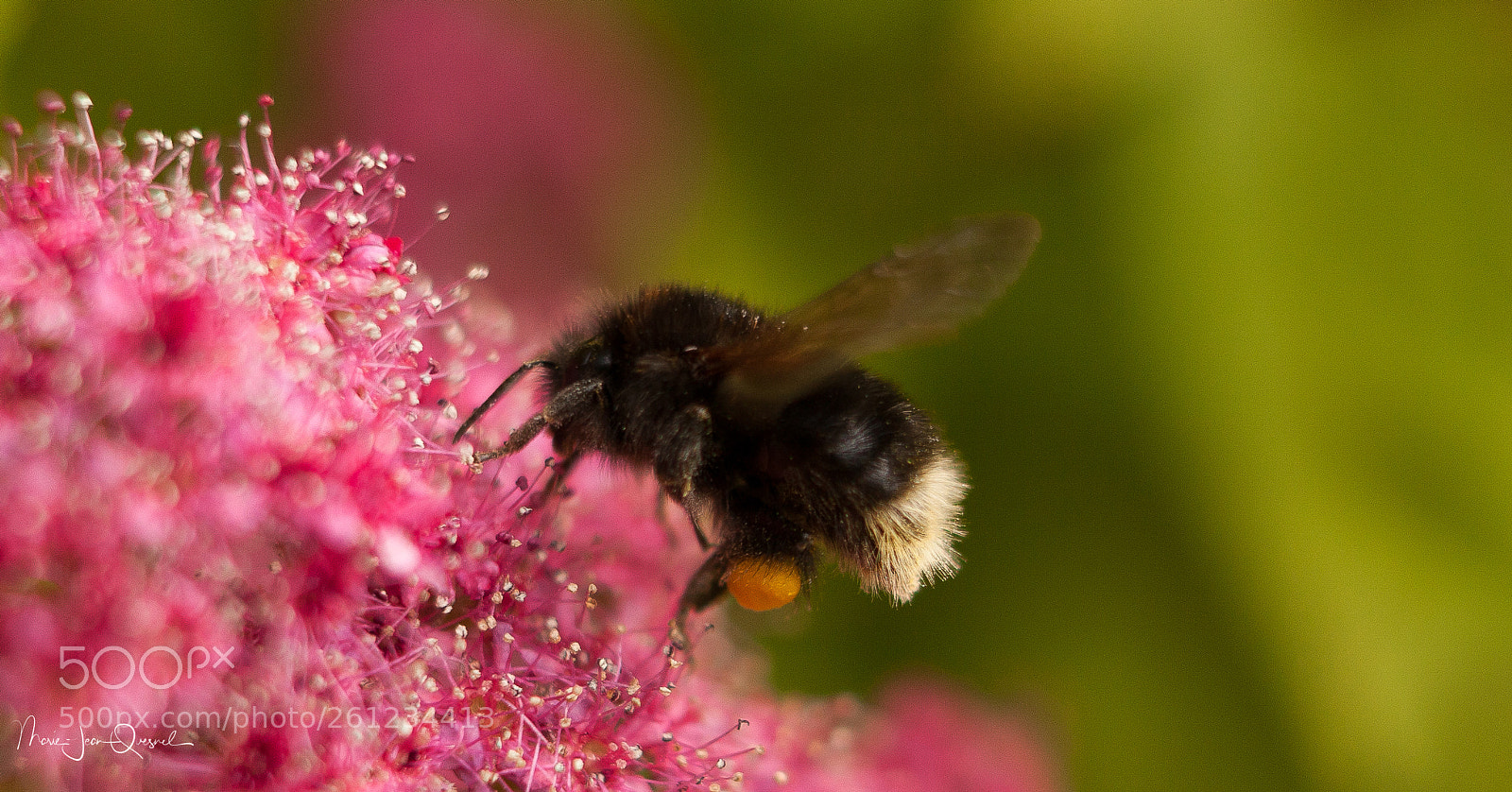 Canon EOS 5D Mark II sample photo. Miam miam...! photography