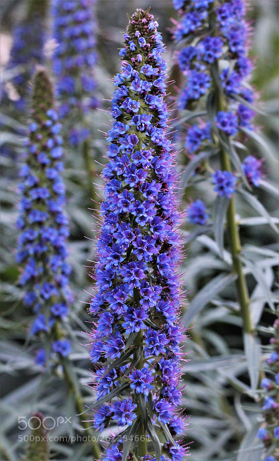 Canon EOS 600D (Rebel EOS T3i / EOS Kiss X5) sample photo. Untitled photography