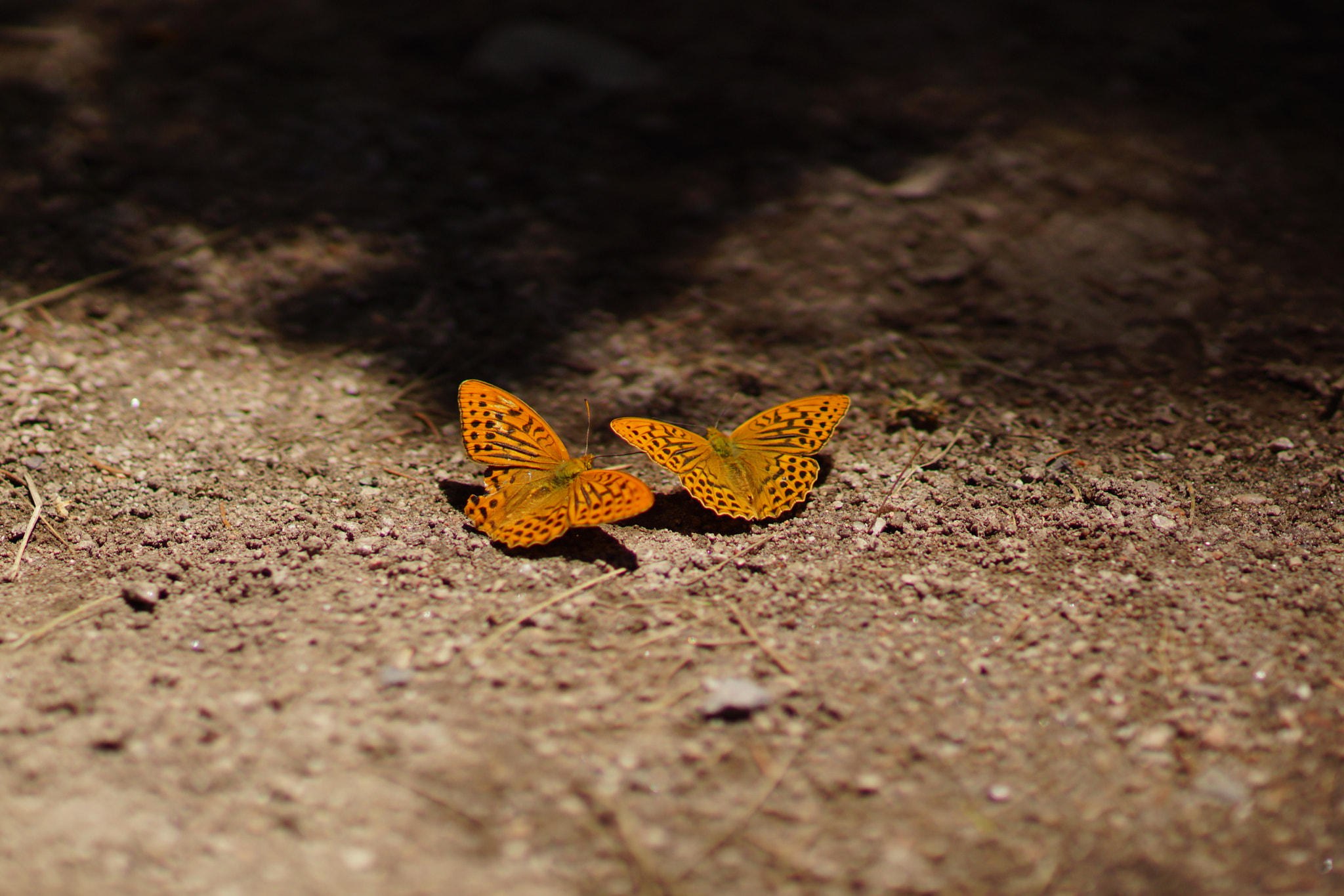 Sony Planar T* 85mm F1.4 ZA sample photo. Butterflies photography