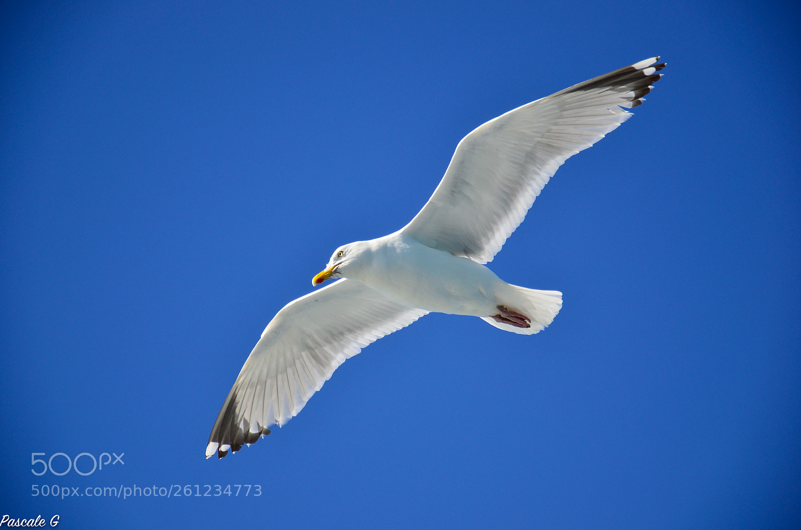 Nikon D5100 sample photo. Travel companion compagnon de photography