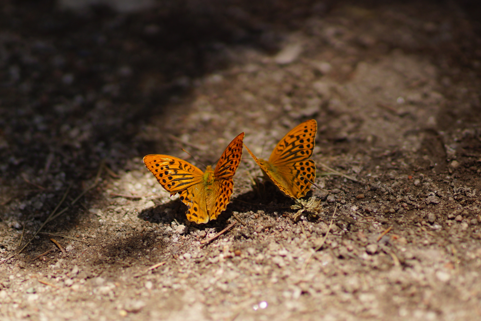 Sony Planar T* 85mm F1.4 ZA sample photo. Butterflies photography