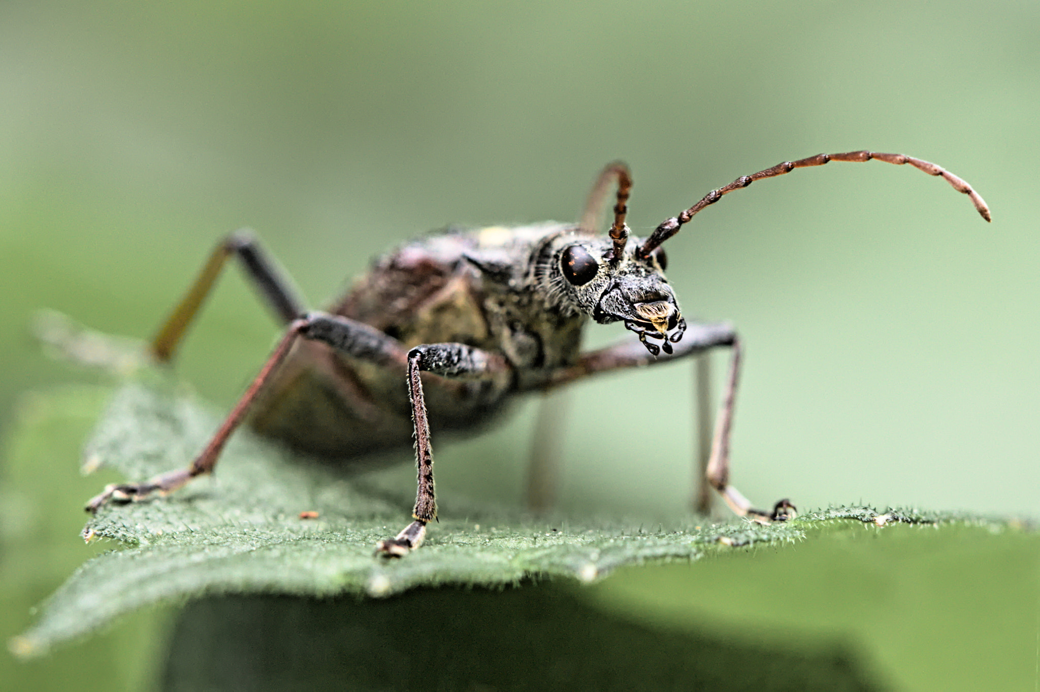 Canon EF 100mm F2.8 Macro USM sample photo. Alien photography
