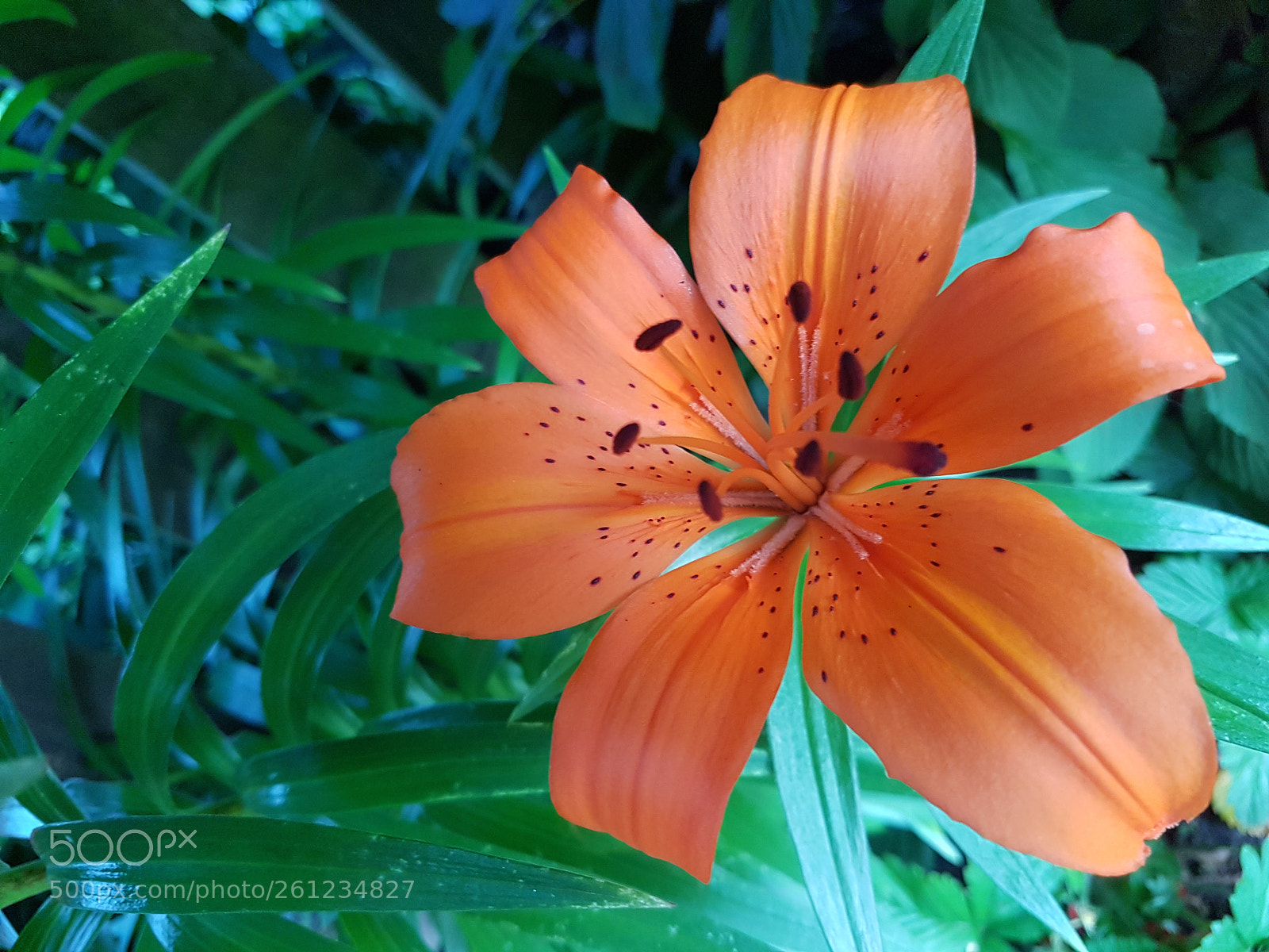 Samsung Galaxy S7 sample photo. Feuerlilie photography
