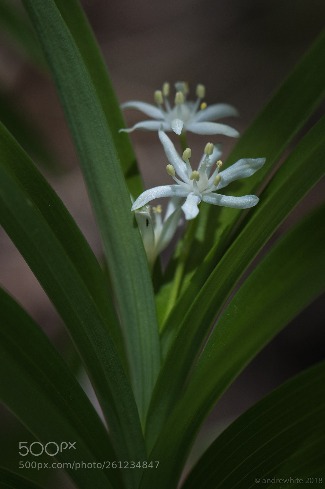 Nikon D850 sample photo. A little light on photography