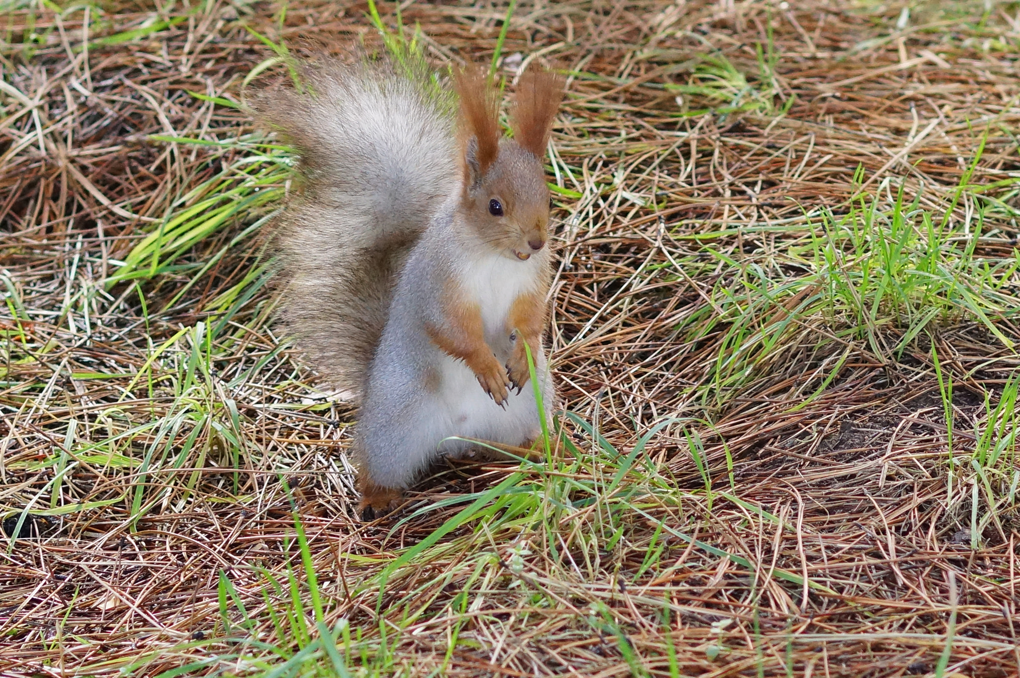 Sony Planar T* 85mm F1.4 ZA sample photo. Squirrel photography