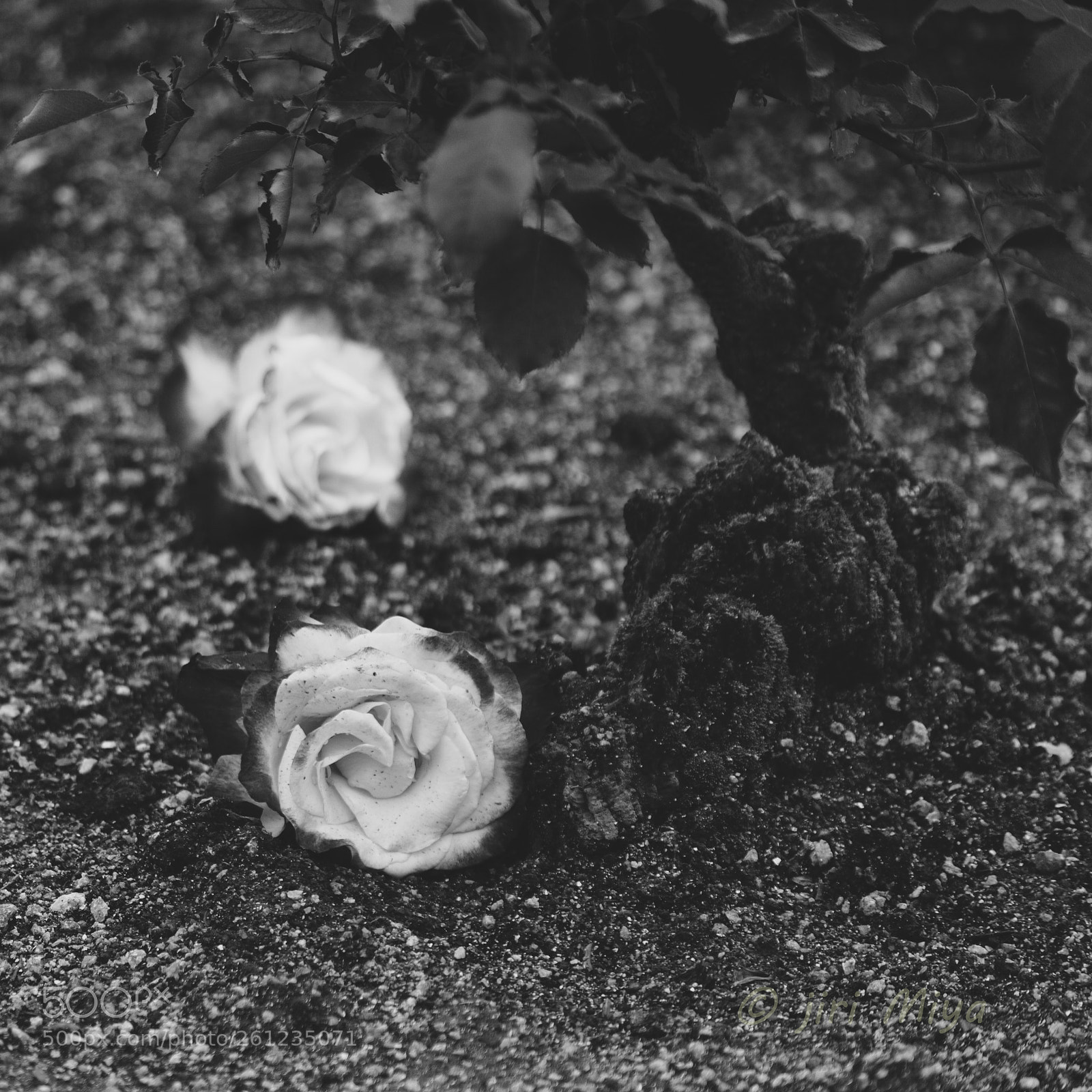 Canon EOS 5D Mark II sample photo. Fallen blossoms photography
