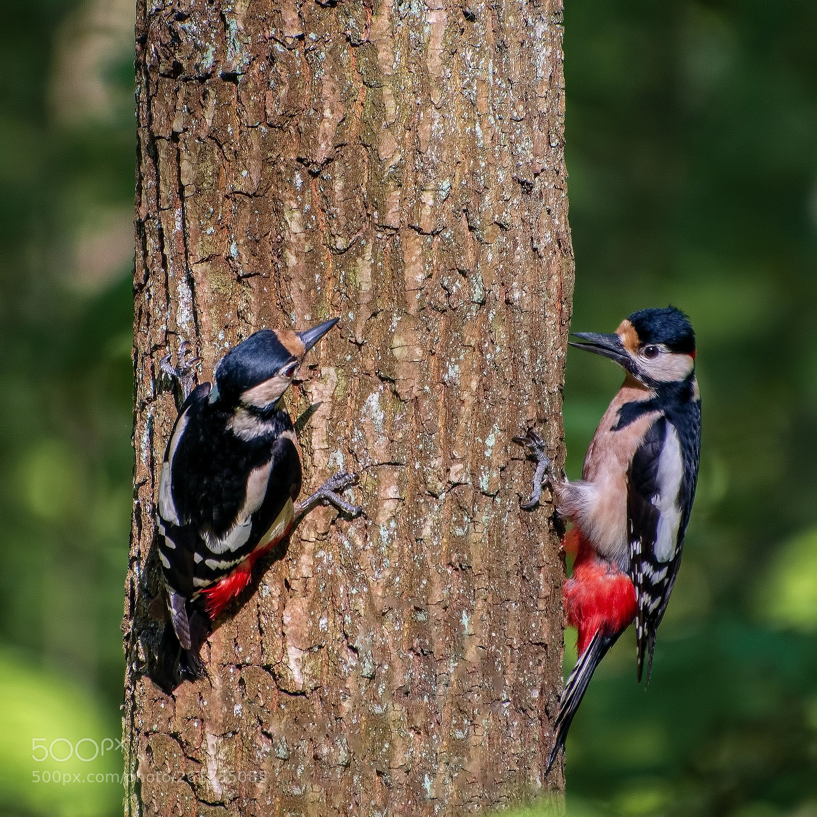 Nikon D800 sample photo. Young woodpeckers photography