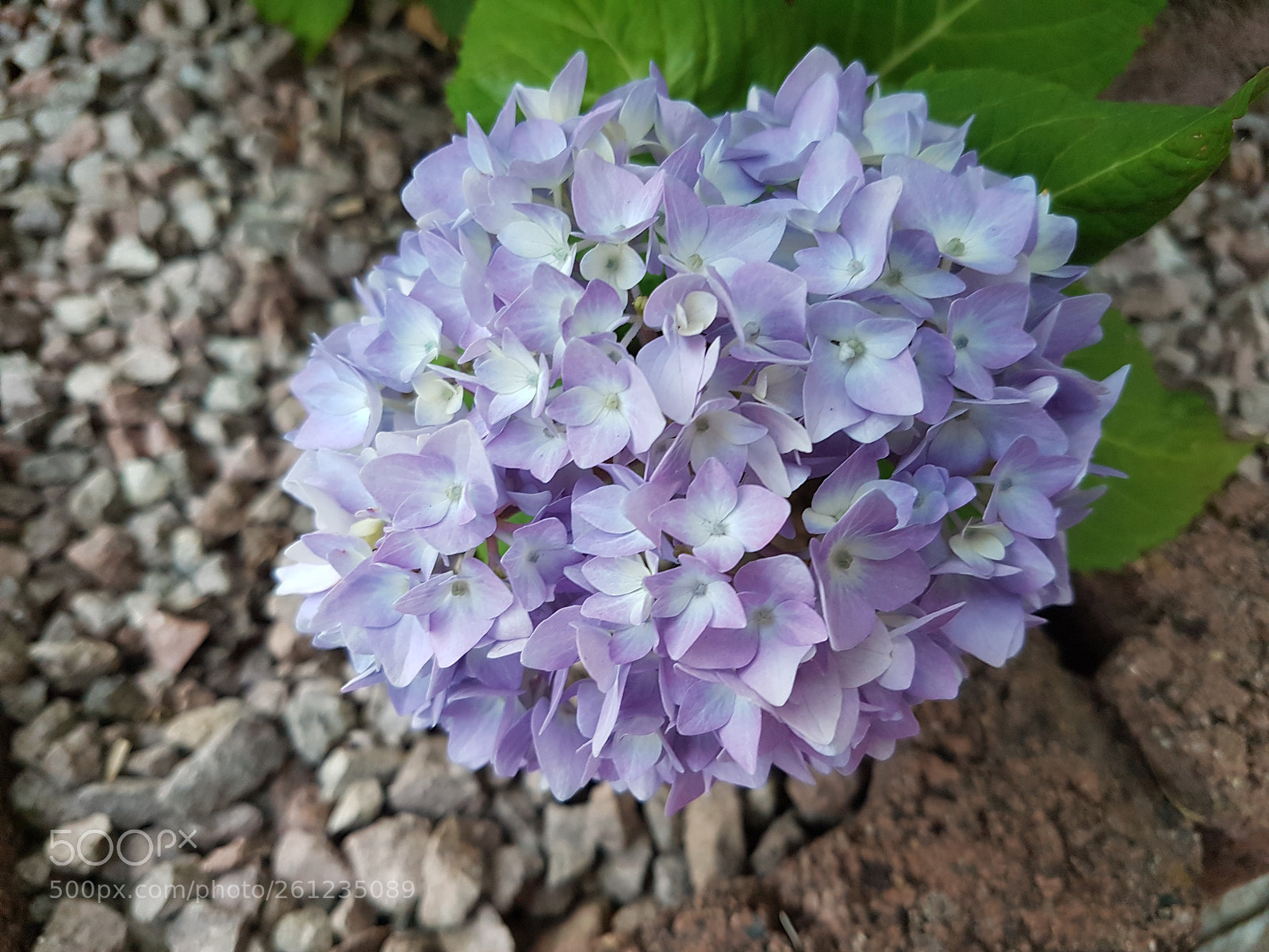 Samsung Galaxy S7 sample photo. Hortensien photography