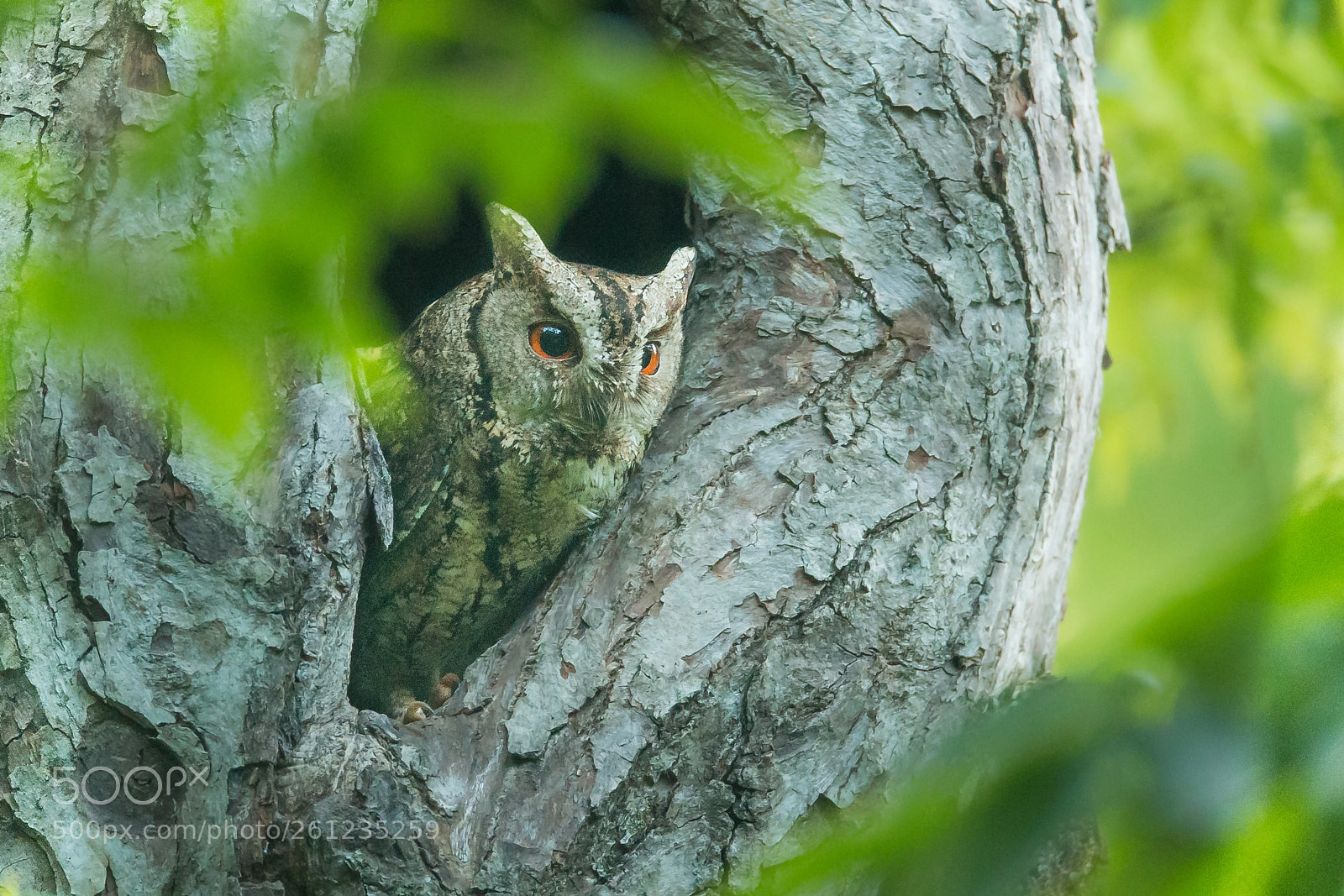 Canon EOS-1D X sample photo. オオコノハズク photography