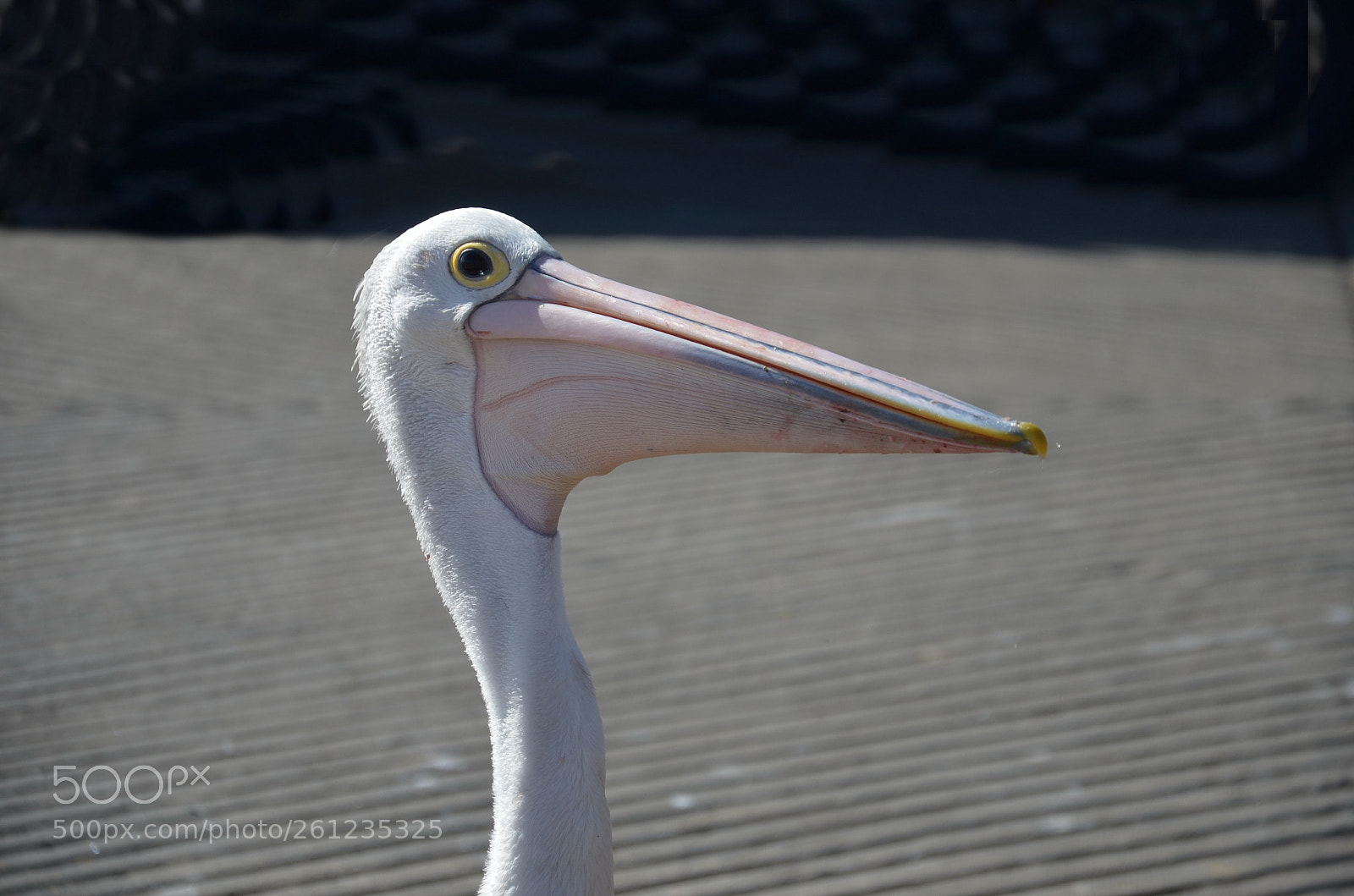 Nikon D5100 sample photo. A noble face photography