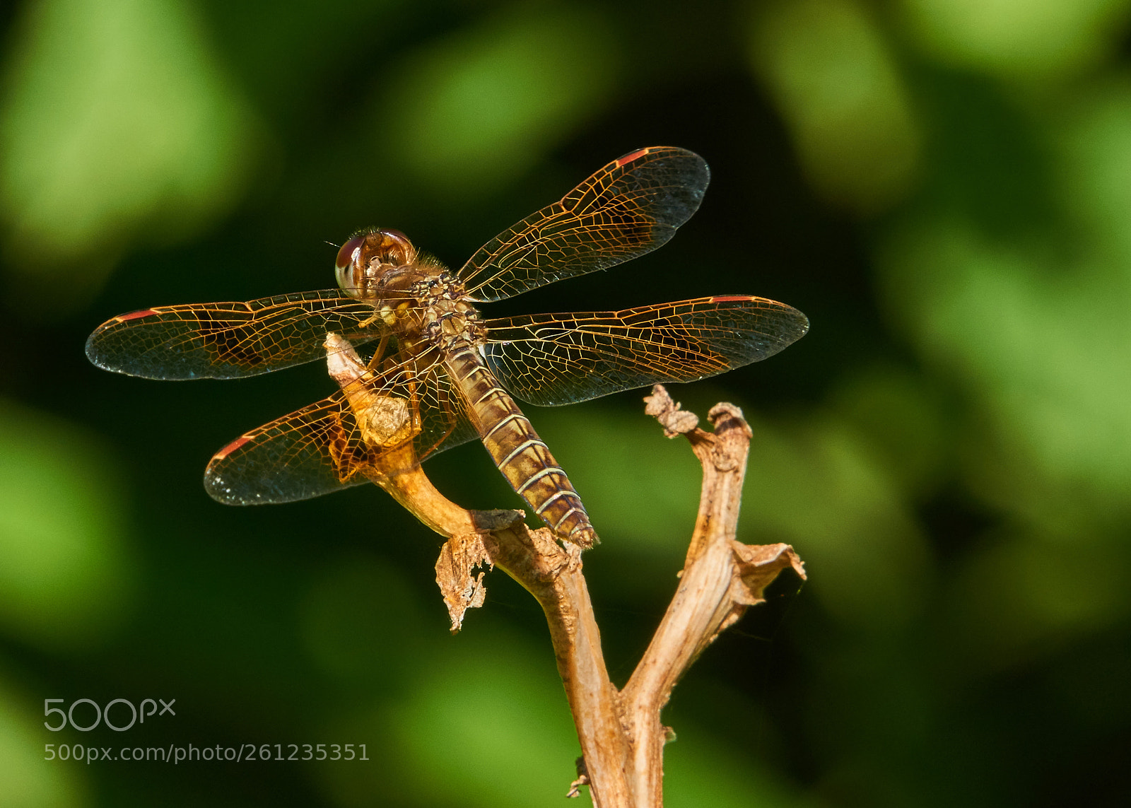 Sony a6000 sample photo. Eastern amberwing photography