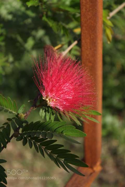 Canon EOS 700D (EOS Rebel T5i / EOS Kiss X7i) sample photo. Beautiful nature photography