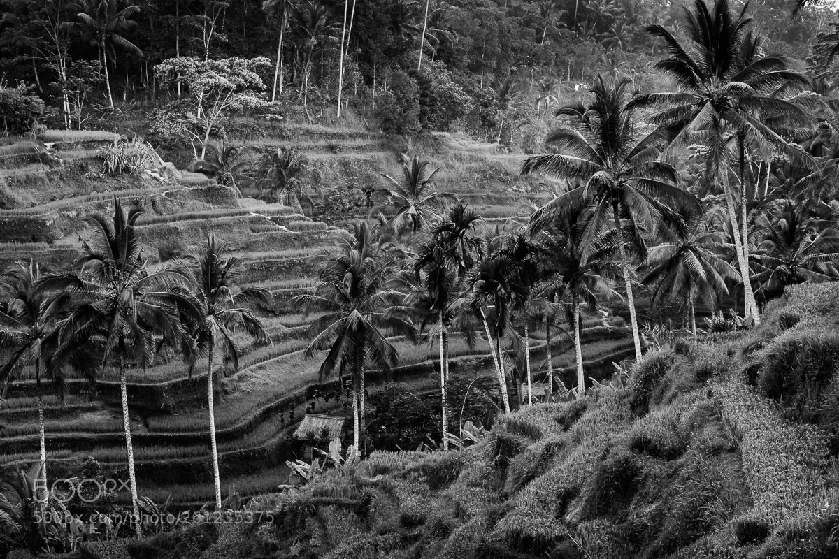Canon EOS 6D sample photo. Tegallalang rice fields photography