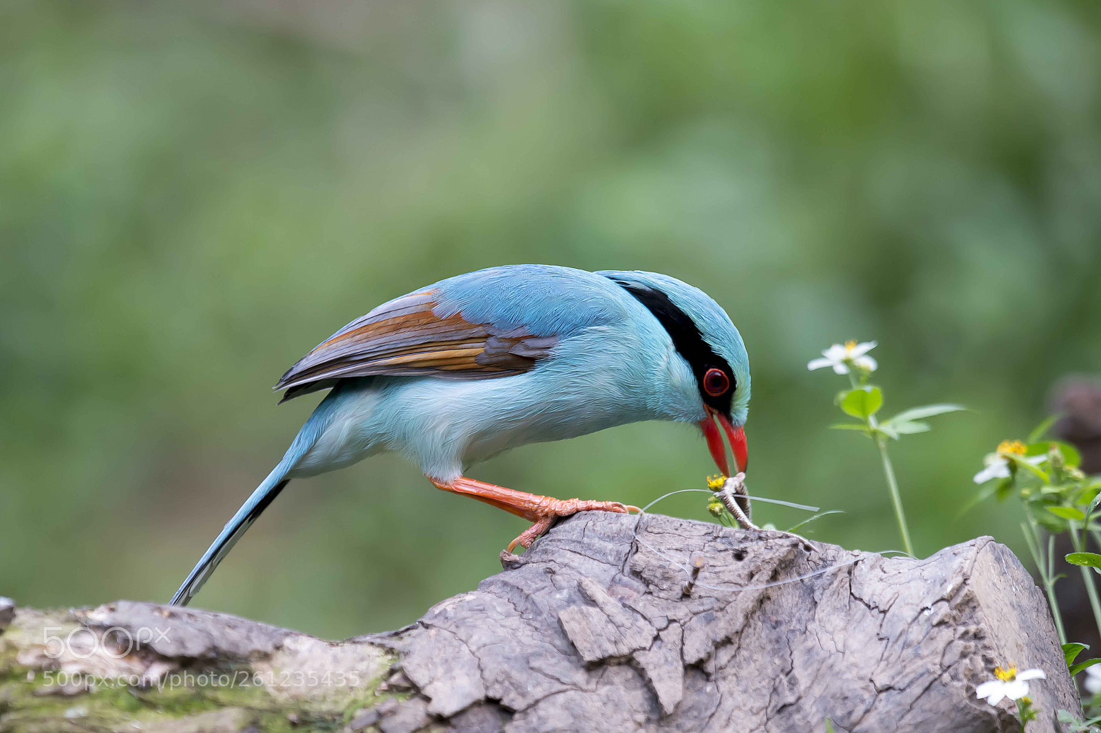 Nikon D4 sample photo. Indochine green magpie photography