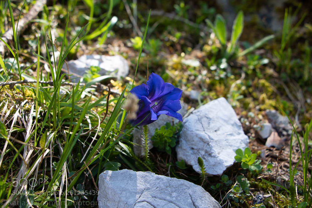 Canon EOS 750D (EOS Rebel T6i / EOS Kiss X8i) sample photo. Blauer enzian photography