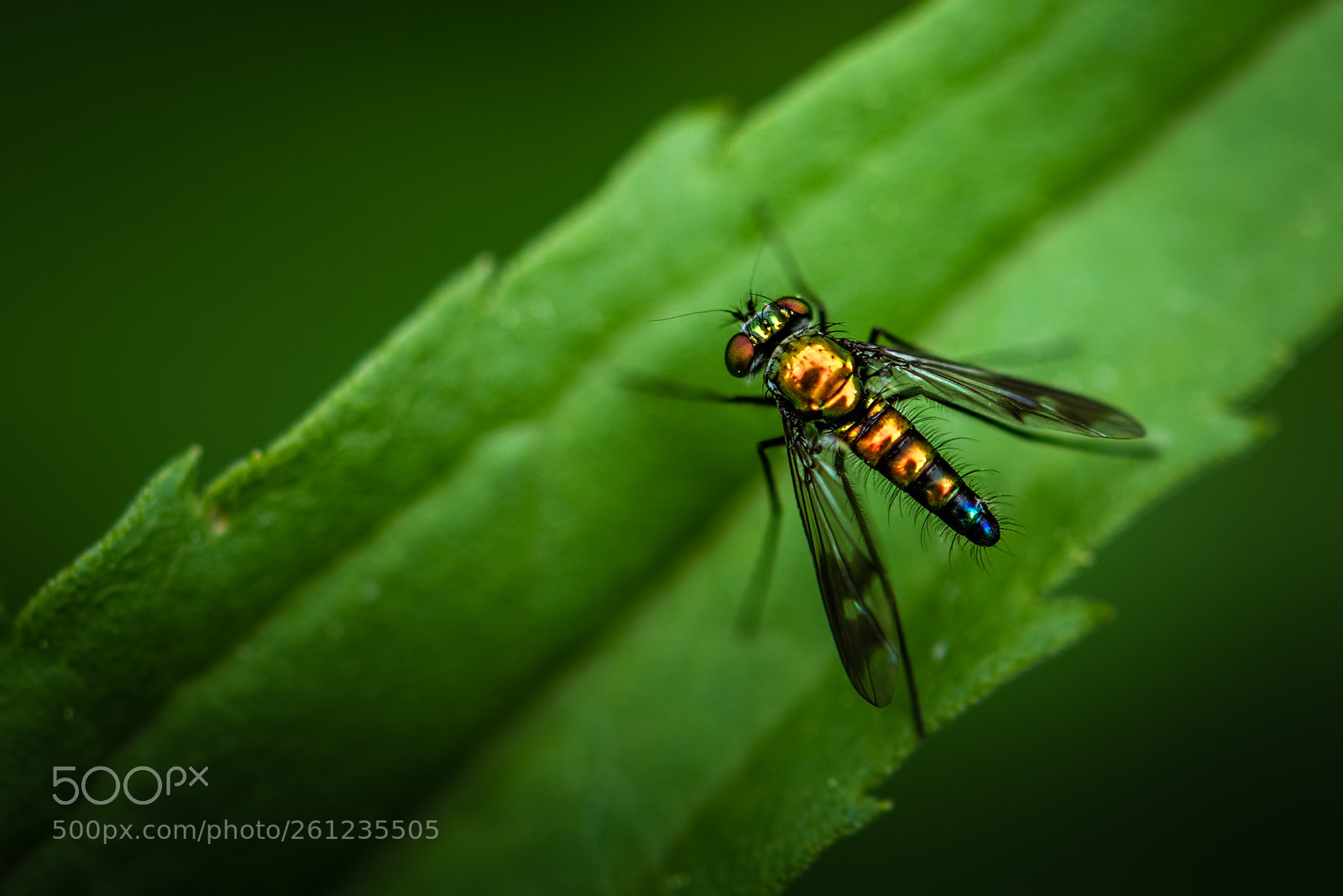 Nikon D7100 sample photo. Long-legged fly photography