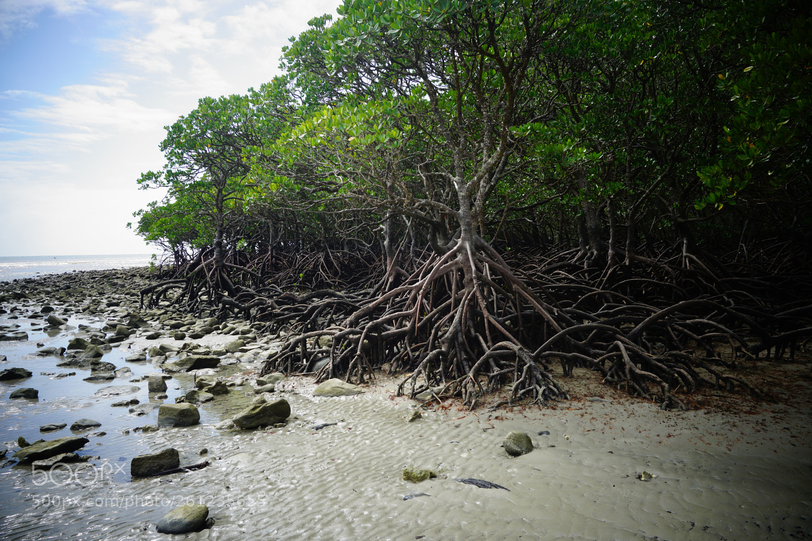 Sony a6000 sample photo. Mangroves photography