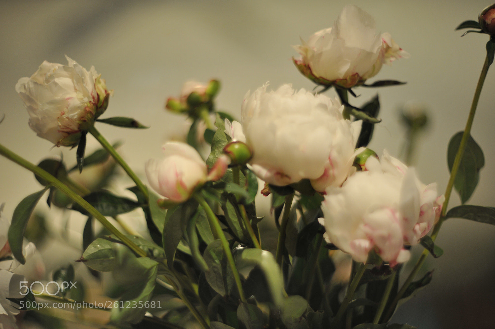 Nikon D700 sample photo. Peonies photography