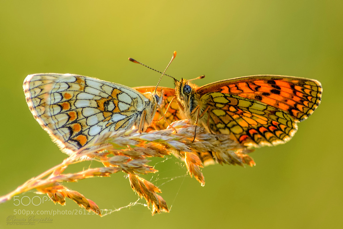 Nikon D7100 sample photo. Przeplatka atalia (melitaea athalia) photography