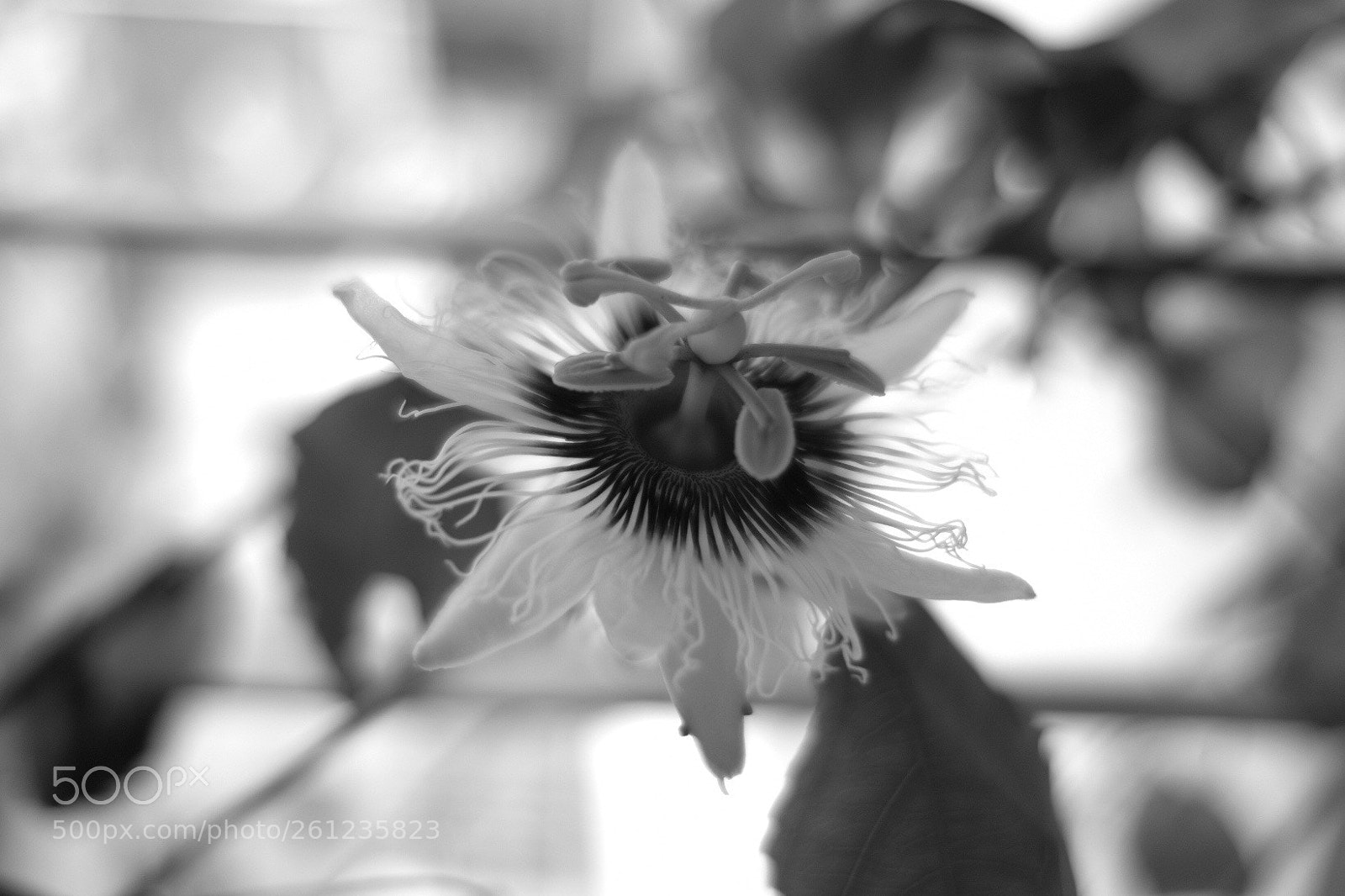Fujifilm X-T20 sample photo. Passion photography