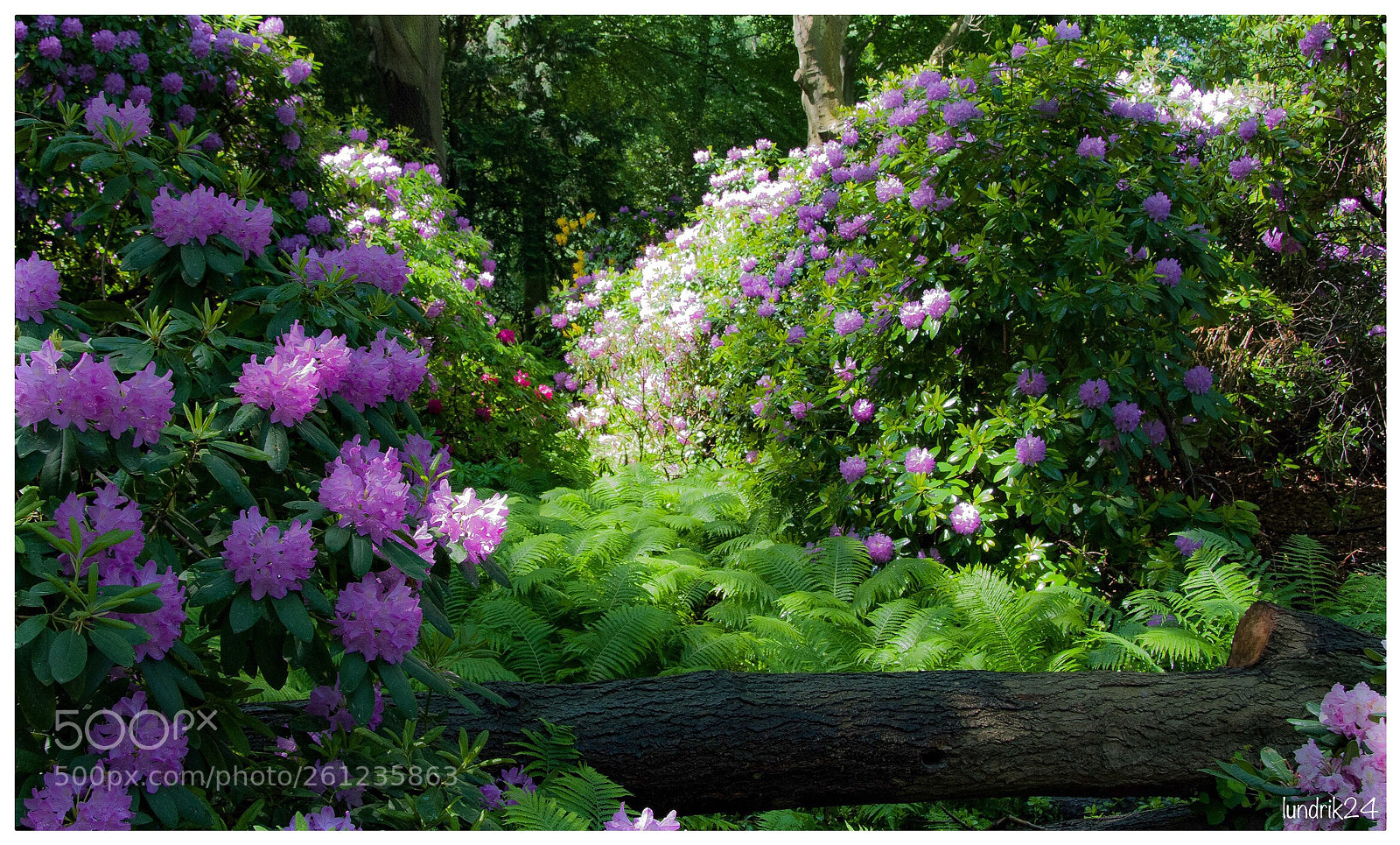 Nikon D7200 sample photo. Tiergarten  photography