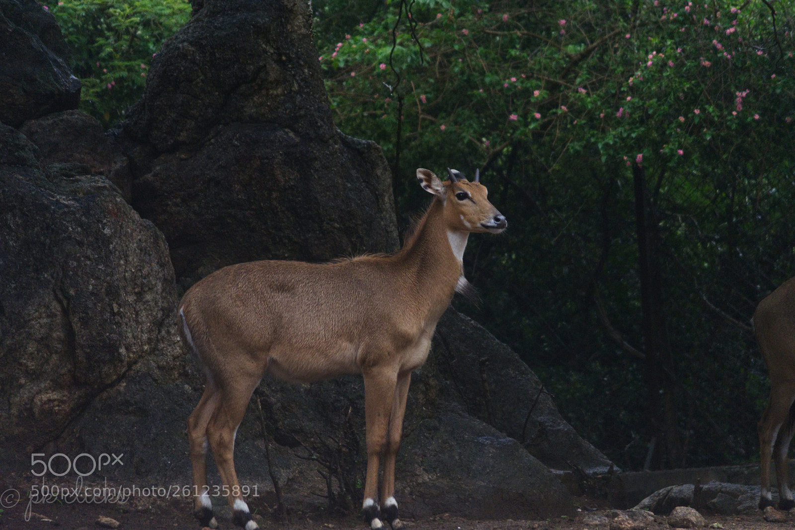 Nikon D7200 sample photo. Nilgai photography